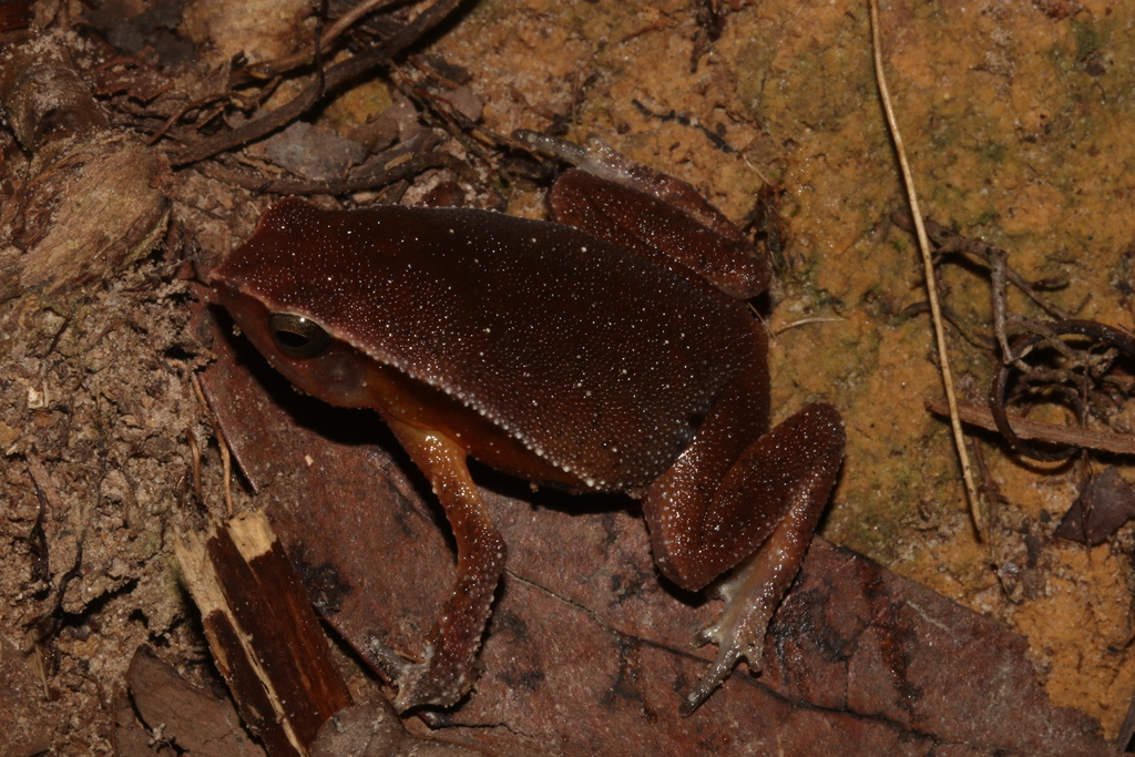 Intermediate Sticky Frog — Borneo wildlife, book, free download, jungle tour, frog, herp tour