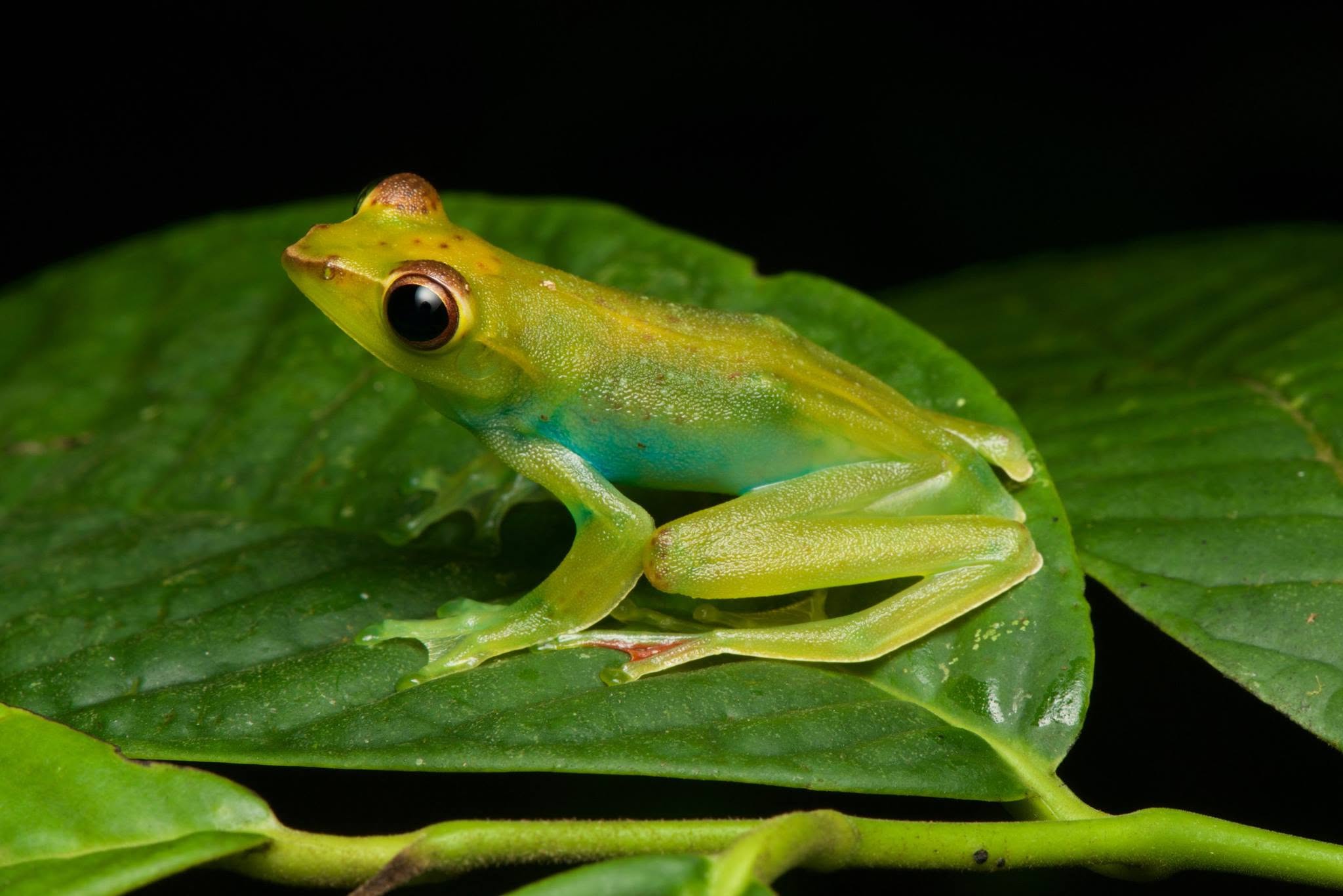 Jade Tree Frog — Borneo wildlife, book, free download, jungle tour, frog, herp tour