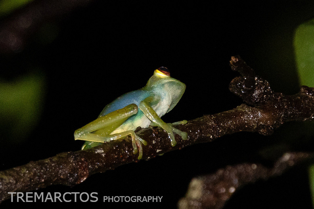 Jade Tree Frog — Borneo wildlife, book, free download, jungle tour, frog, herp tour