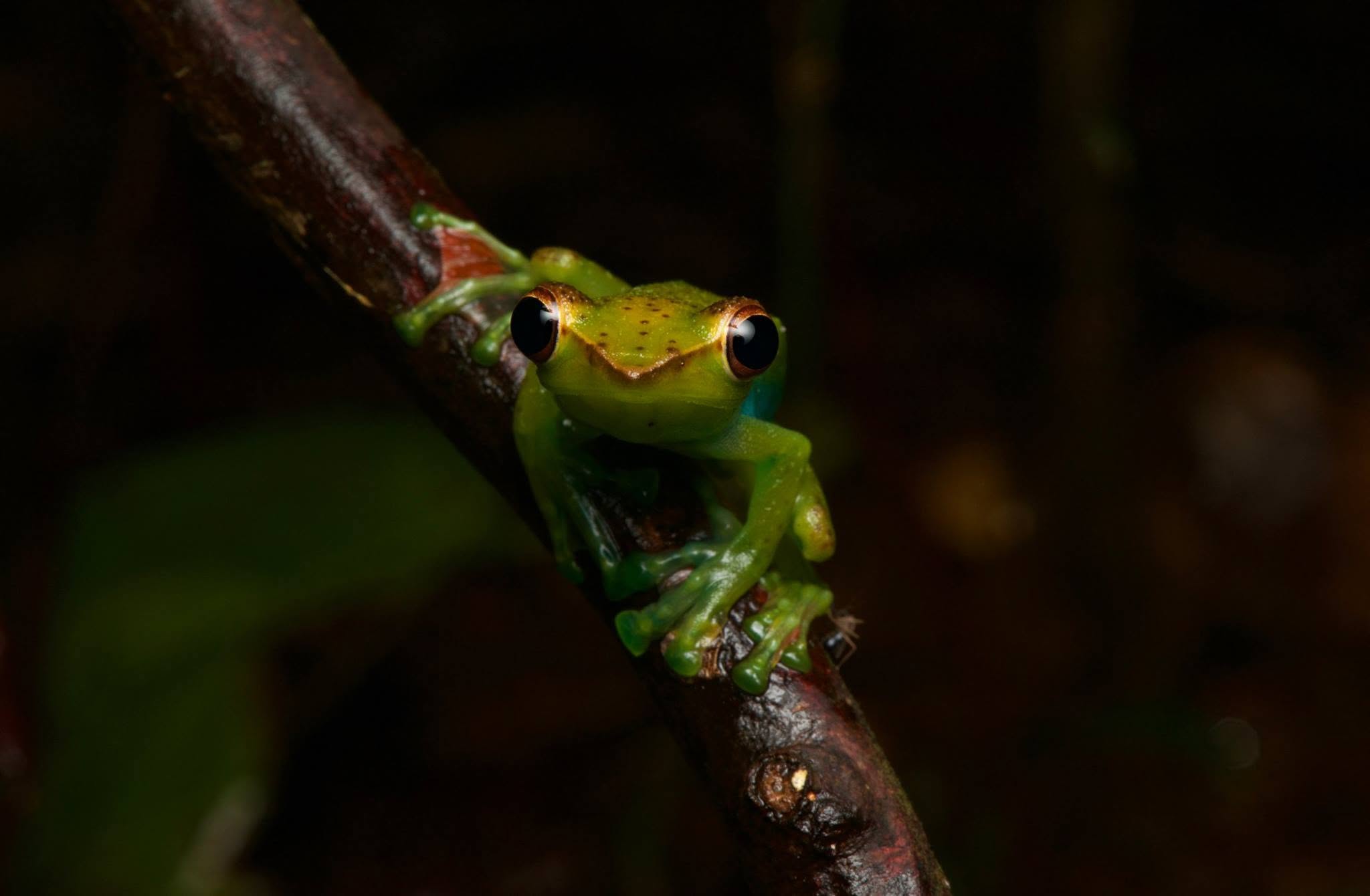 Jade Tree Frog — Borneo wildlife, book, free download, jungle tour, frog, herp tour