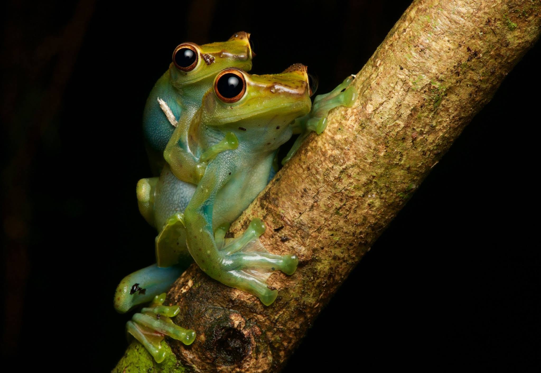 Jade Tree Frog — Borneo wildlife, book, free download, jungle tour, frog, herp tour