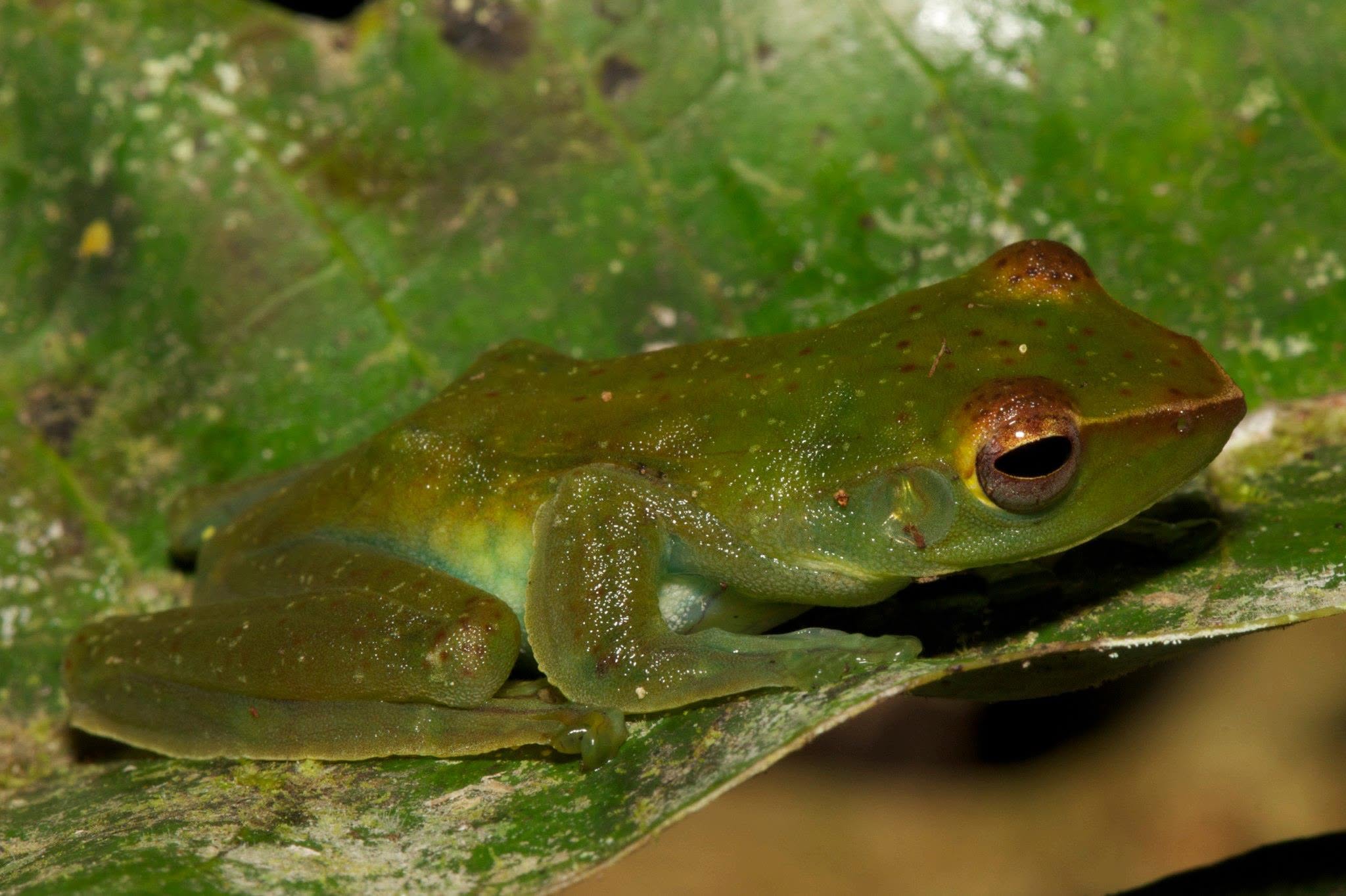 Jade Tree Frog — Borneo wildlife, book, free download, jungle tour, frog, herp tour