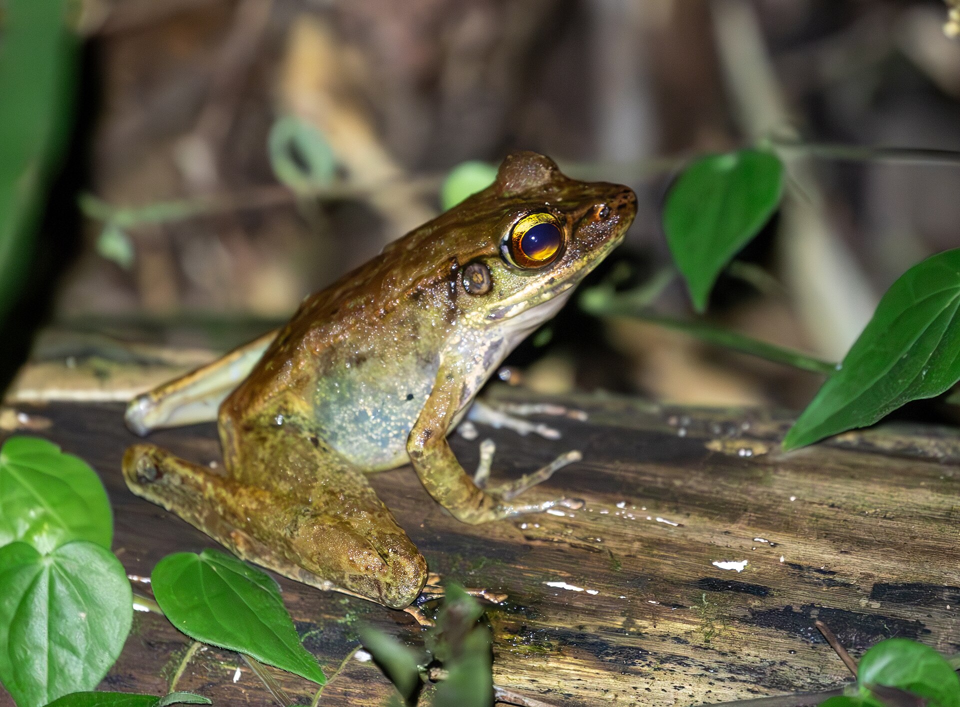 Kapit Torrent Frog — Borneo wildlife, book, free download, jungle tour, frog, herp tour