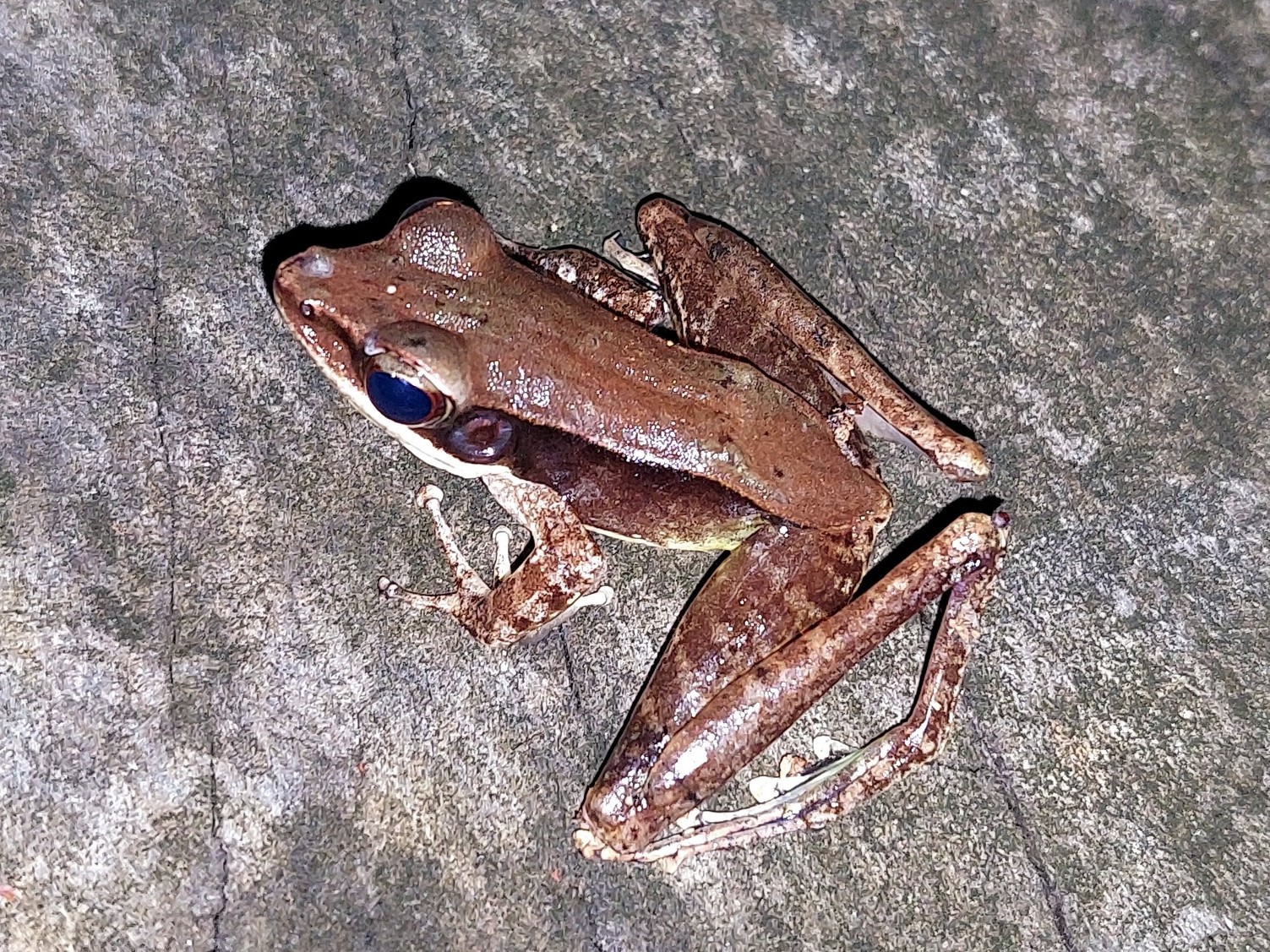 Kapit Torrent Frog — Borneo wildlife, book, free download, jungle tour, frog, herp tour