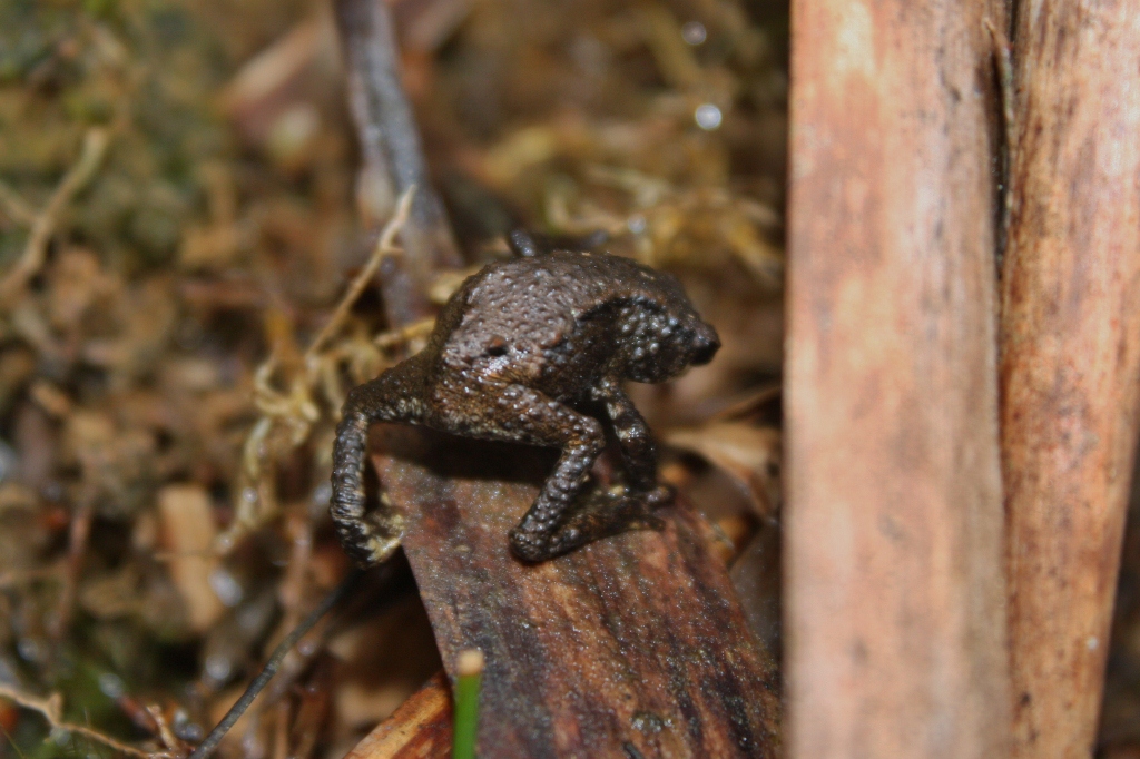 Kinabalu Dwarf Toad — Borneo wildlife, book, free download, jungle tour, frog, herp tour