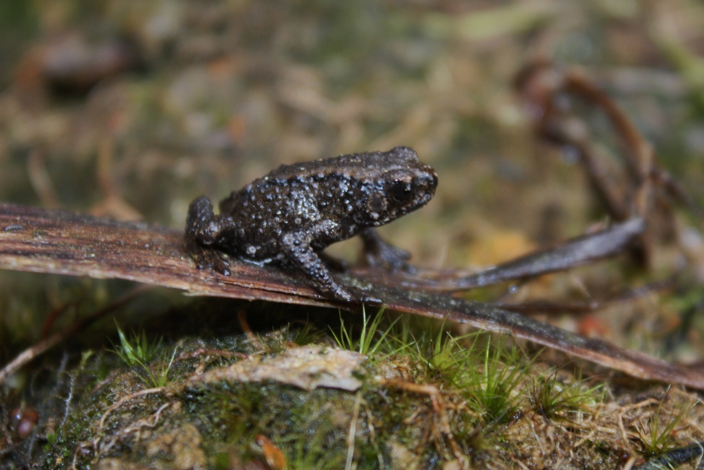 Kinabalu Dwarf Toad — Borneo wildlife, book, free download, jungle tour, frog, herp tour