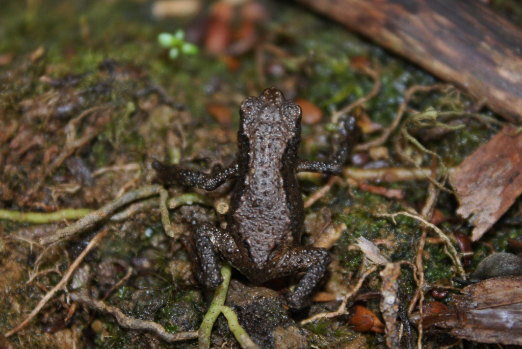 Kinabalu Dwarf Toad — Borneo wildlife, book, free download, jungle tour, frog, herp tour