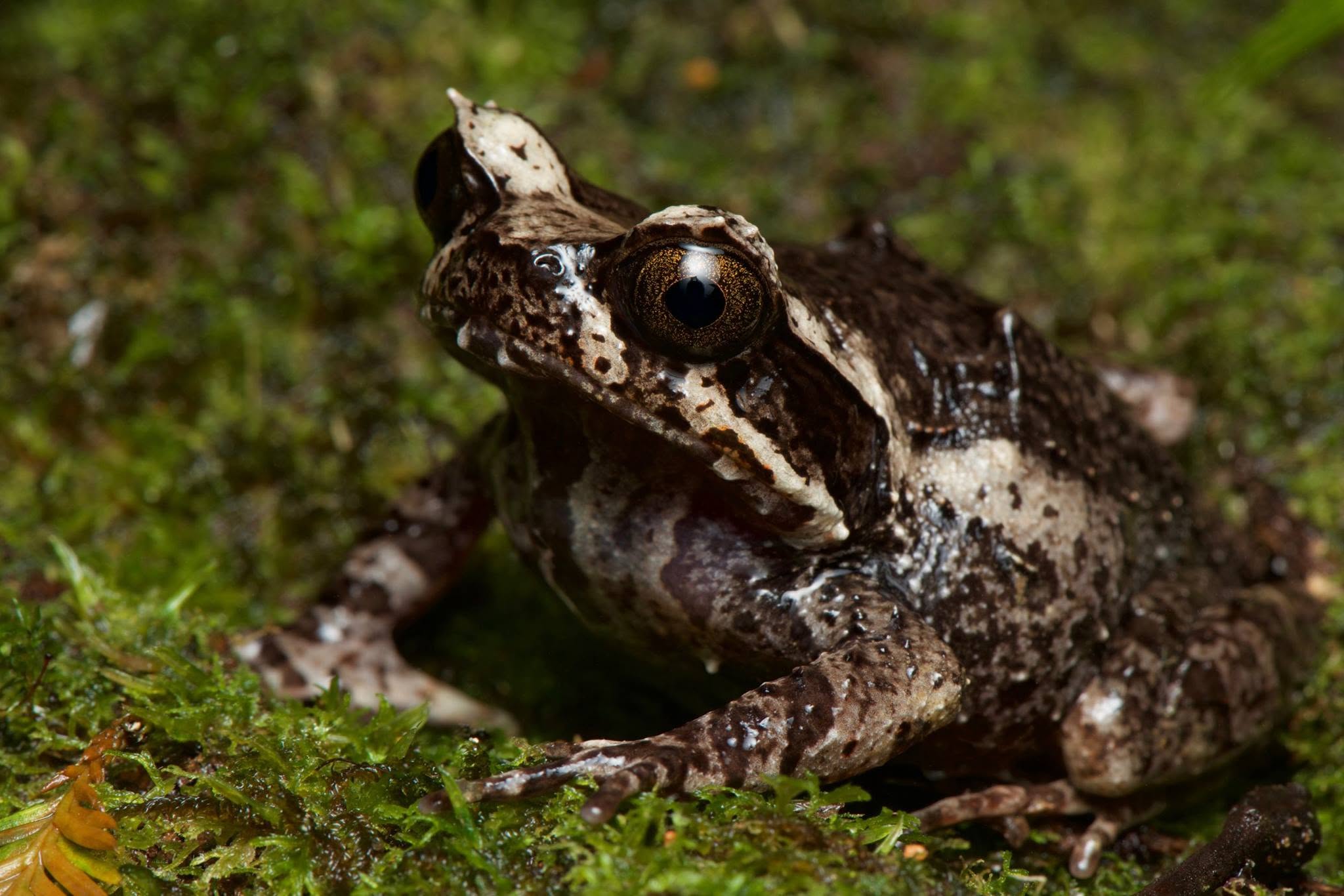 Kinabalu Horned Frog — Borneo wildlife, book, free download, jungle tour, frog, herp tour