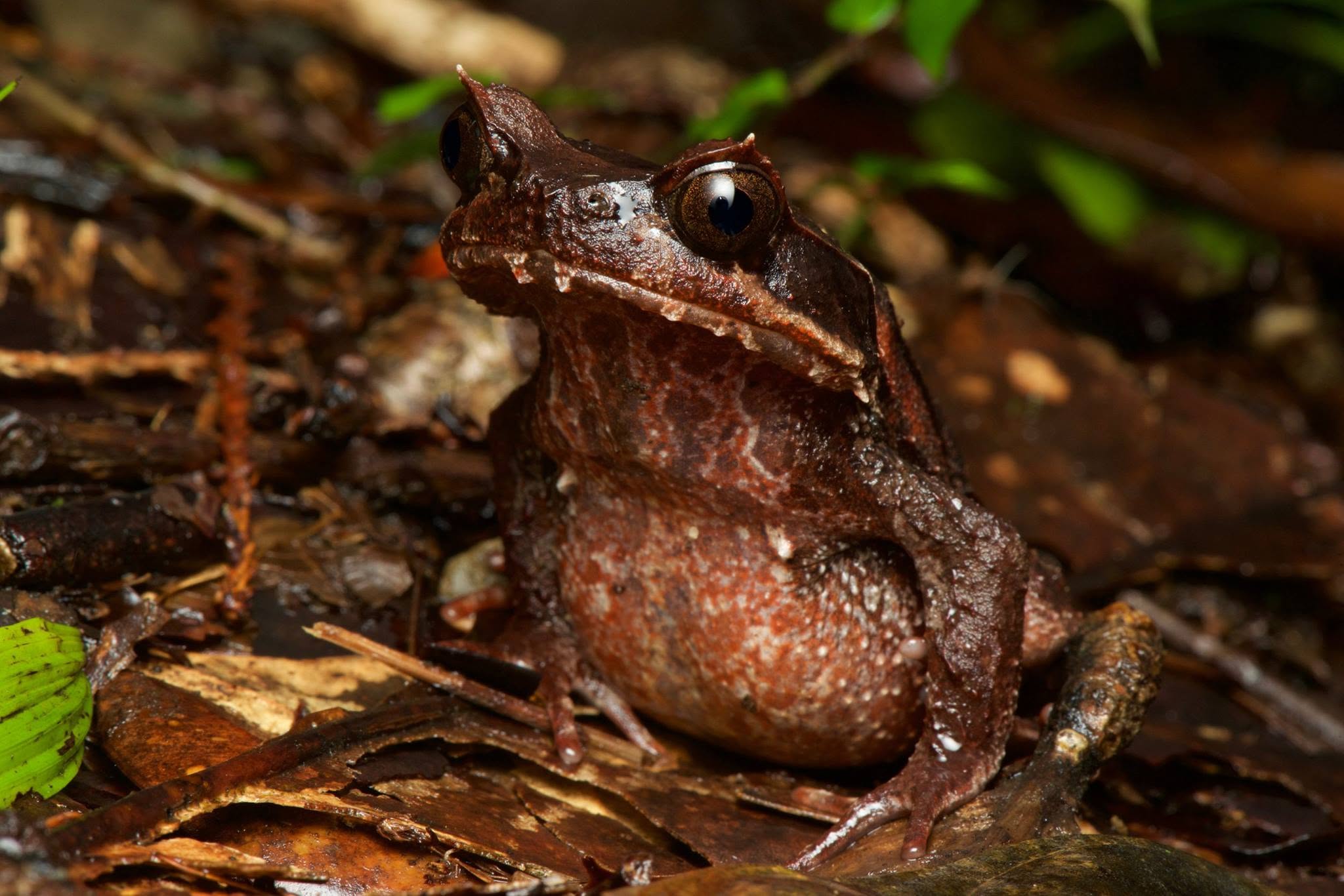 Kinabalu Horned Frog — Borneo wildlife, book, free download, jungle tour, frog, herp tour