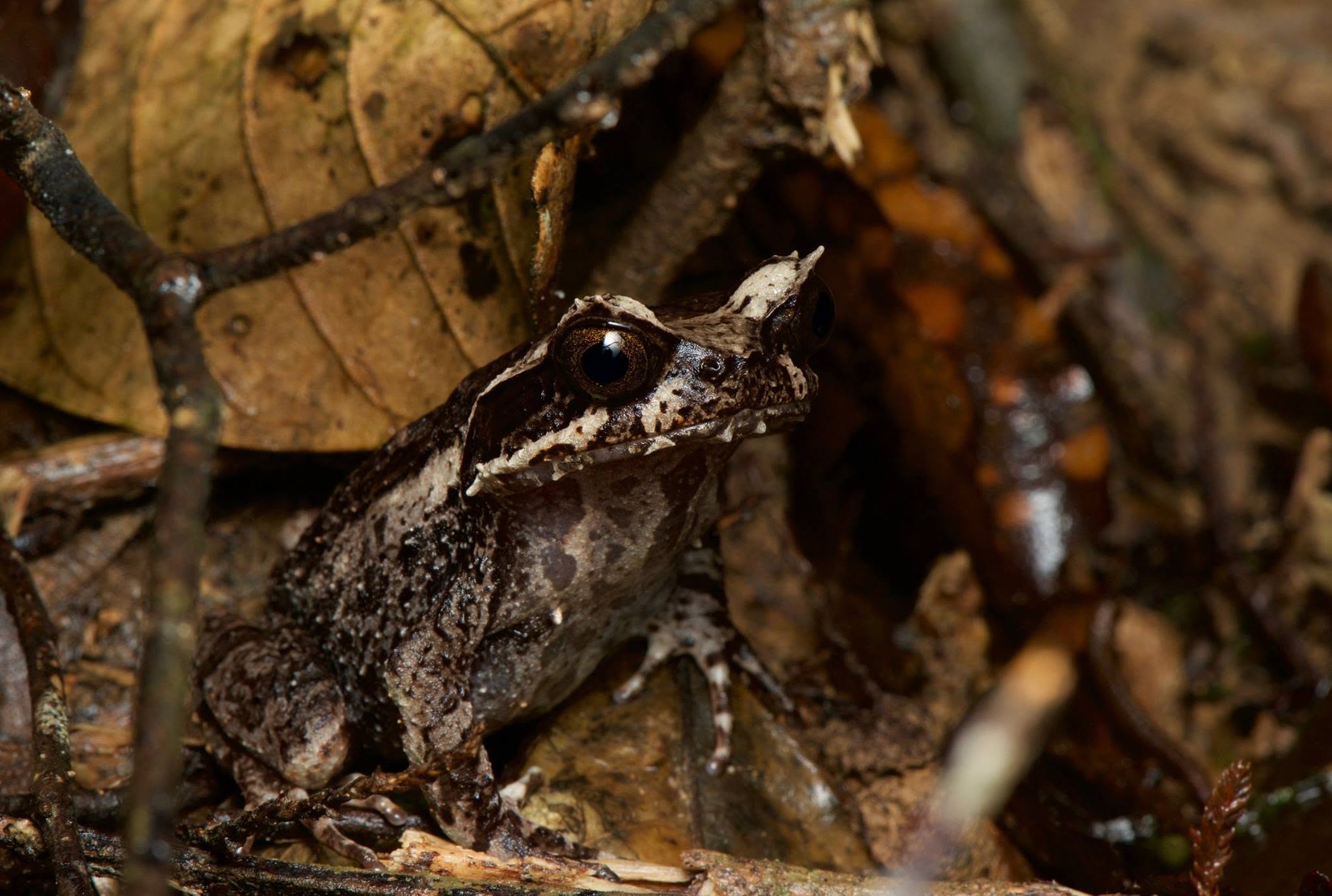 Kinabalu Horned Frog — Borneo wildlife, book, free download, jungle tour, frog, herp tour