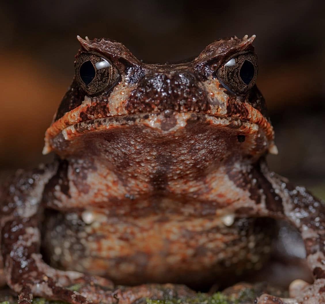 Kinabalu Horned Frog — Borneo wildlife, book, free download, jungle tour, frog, herp tour