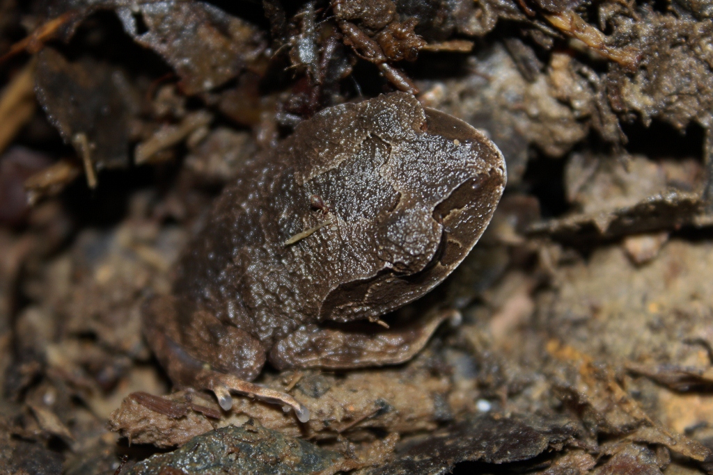 Kinabalu Large-eyed Litter Frog — Borneo wildlife, book, free download, jungle tour, frog, herp tour