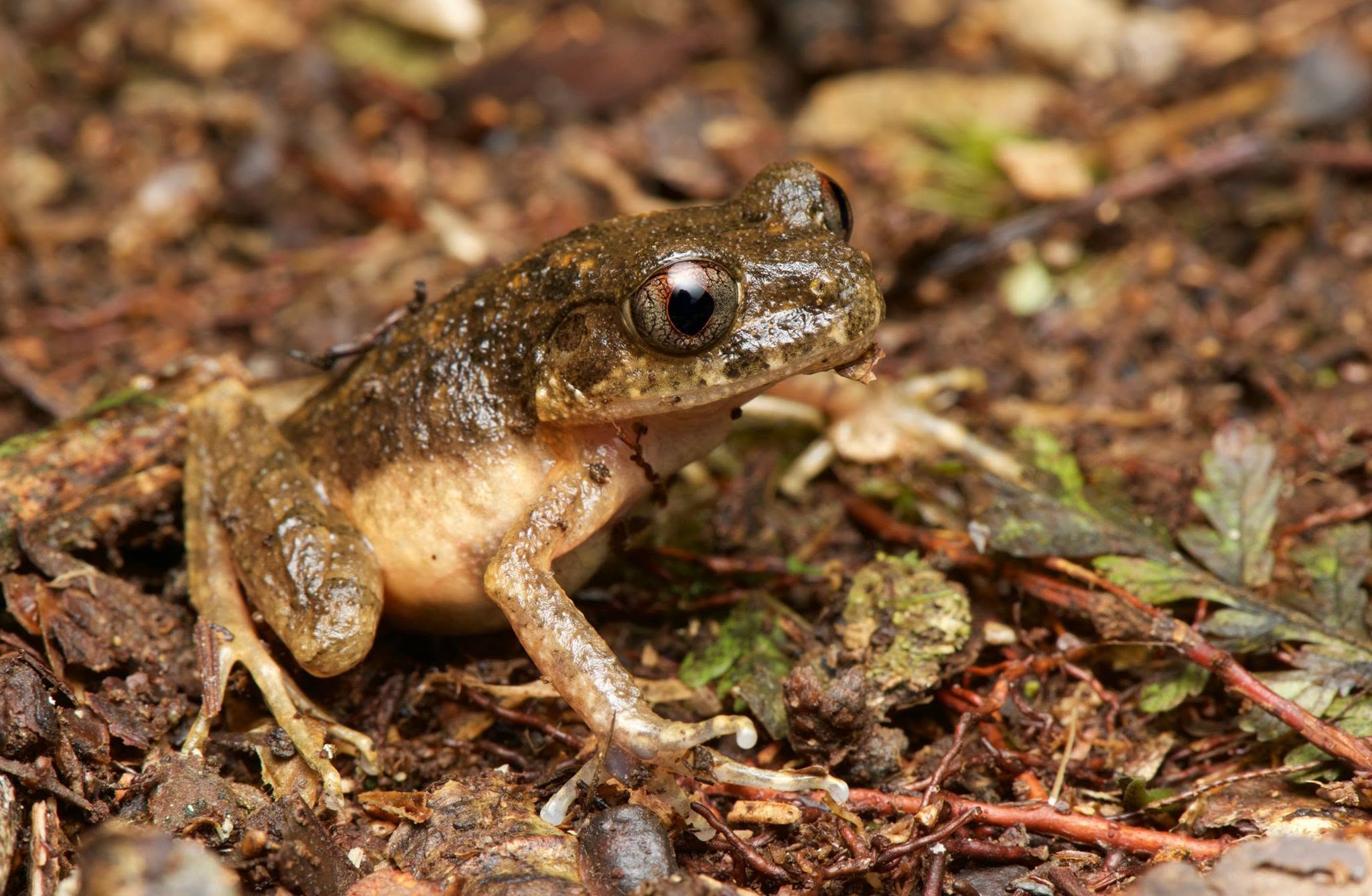 Kinabalu Slender Litter Frog — Borneo wildlife, book, free download, jungle tour, frog, herp tour