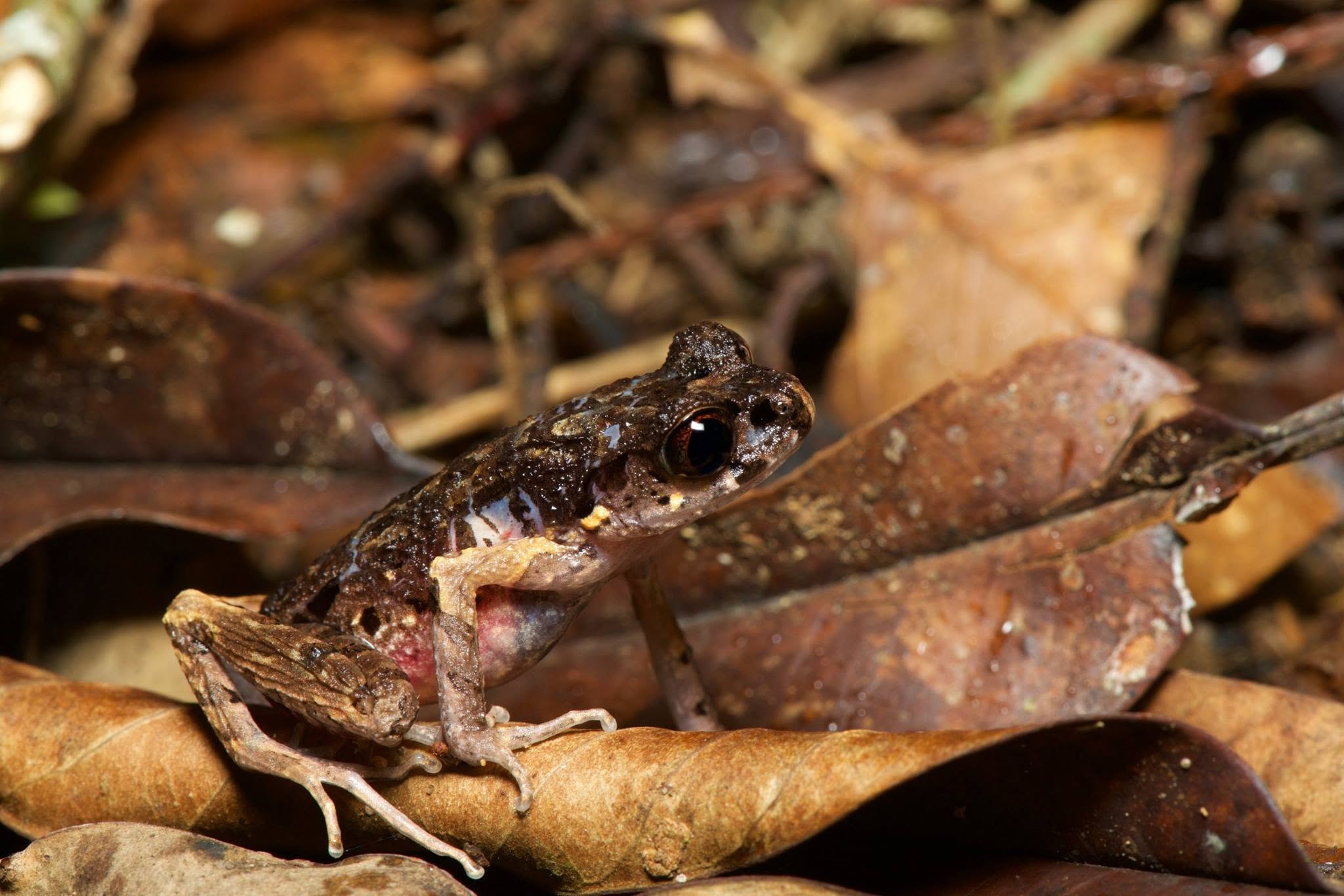 Kinabalu Slender Litter Frog — Borneo wildlife, book, free download, jungle tour, frog, herp tour