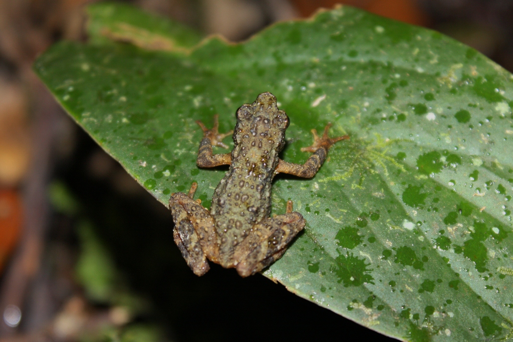 Kinabalu Slender Toad — Borneo wildlife, book, free download, jungle tour, frog, herp tour
