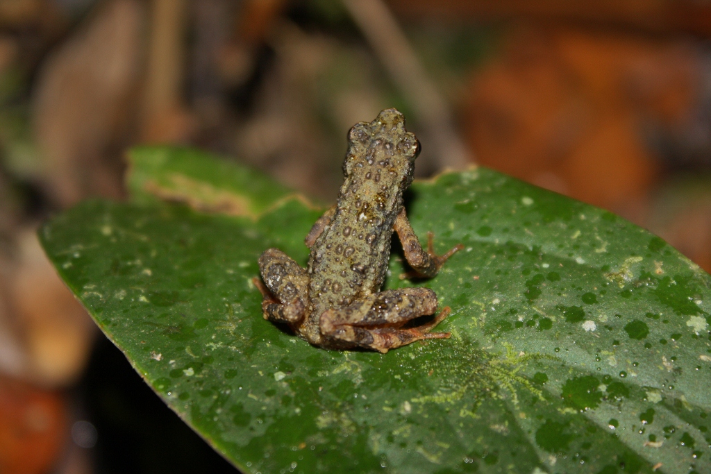 Kinabalu Slender Toad — Borneo wildlife, book, free download, jungle tour, frog, herp tour