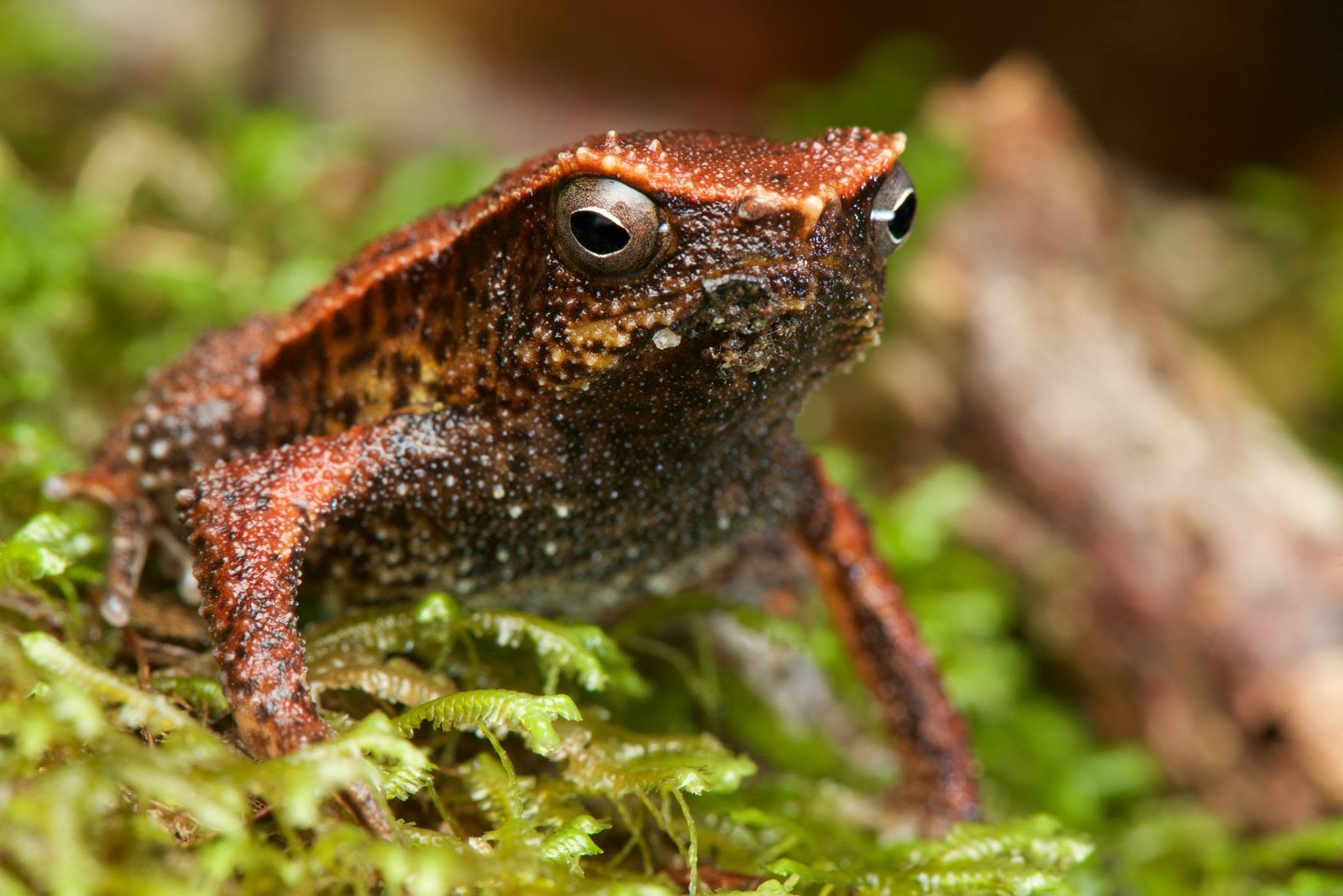 Kinabalu Sticky Frog — Borneo wildlife, book, free download, jungle tour, frog, herp tour