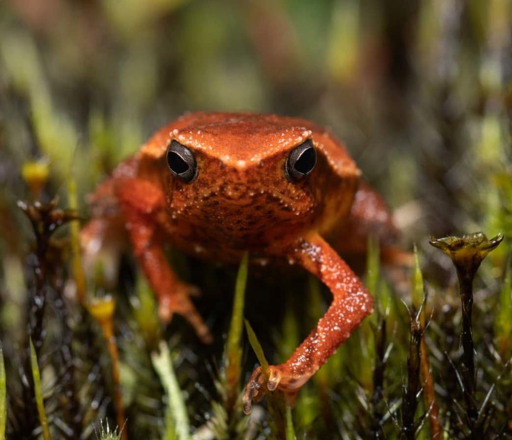 Kinabalu Sticky Frog — Borneo wildlife, book, free download, jungle tour, frog, herp tour