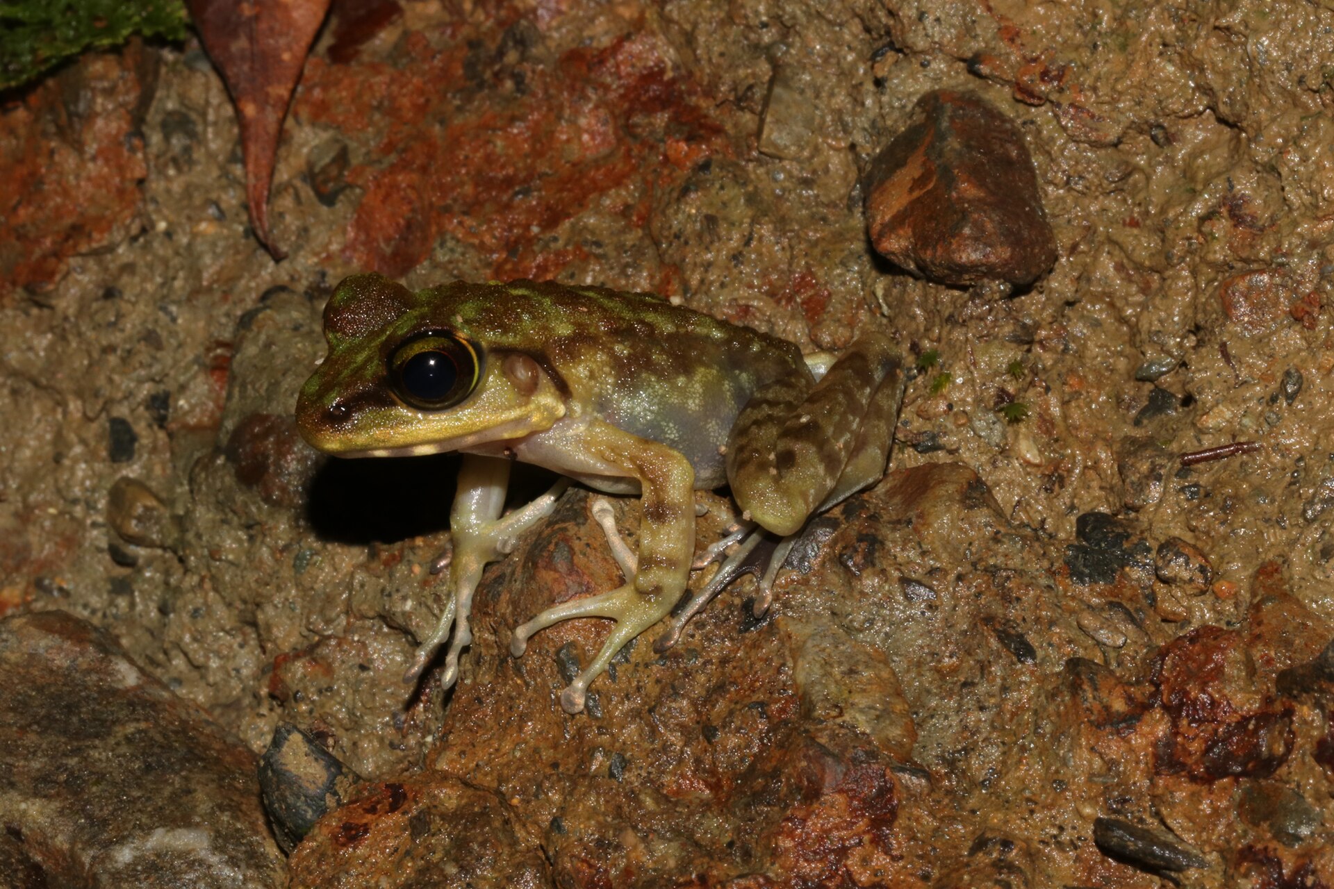 Kinabalu Torrent Frog — Borneo wildlife, book, free download, jungle tour, frog, herp tour