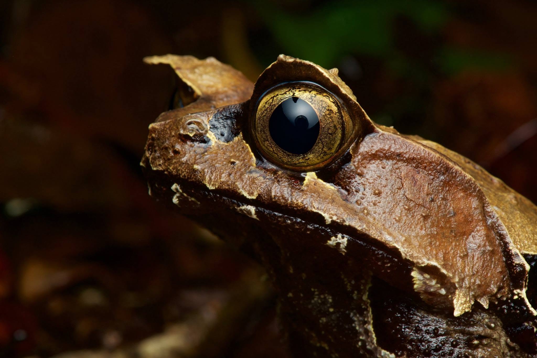 Kobayashi's Horned Frog — Borneo wildlife, book, free download, jungle tour, frog, herp tour