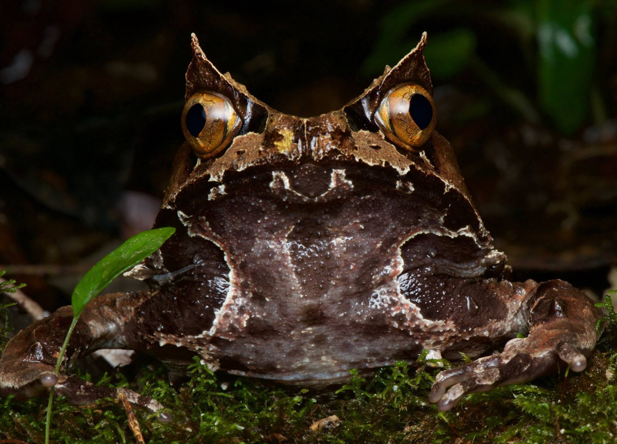 Kobayashi's Horned Frog — Borneo wildlife, book, free download, jungle tour, frog, herp tour