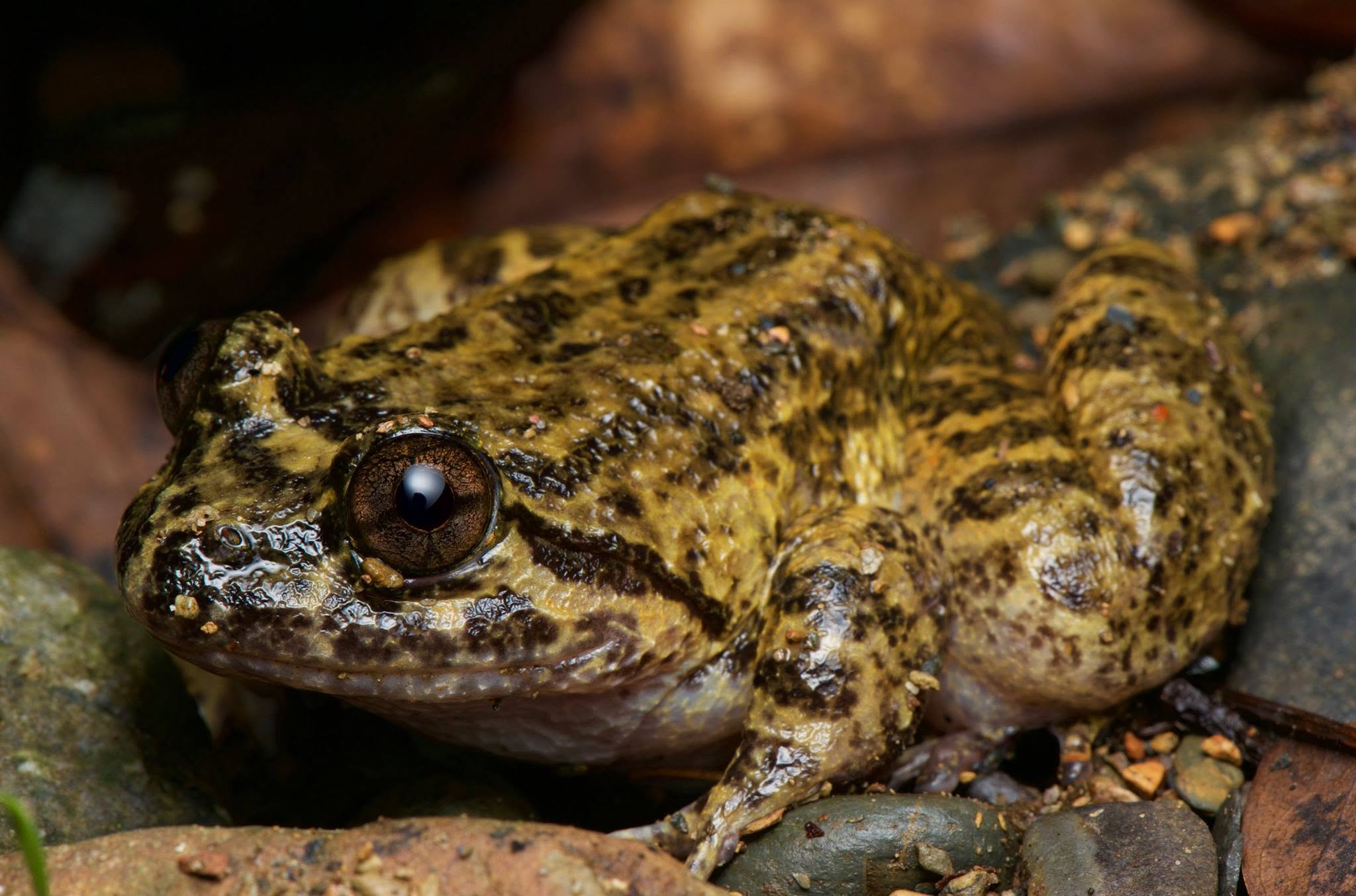 Kuhl's Creek Frog — Borneo wildlife, book, free download, jungle tour, frog, herp tour