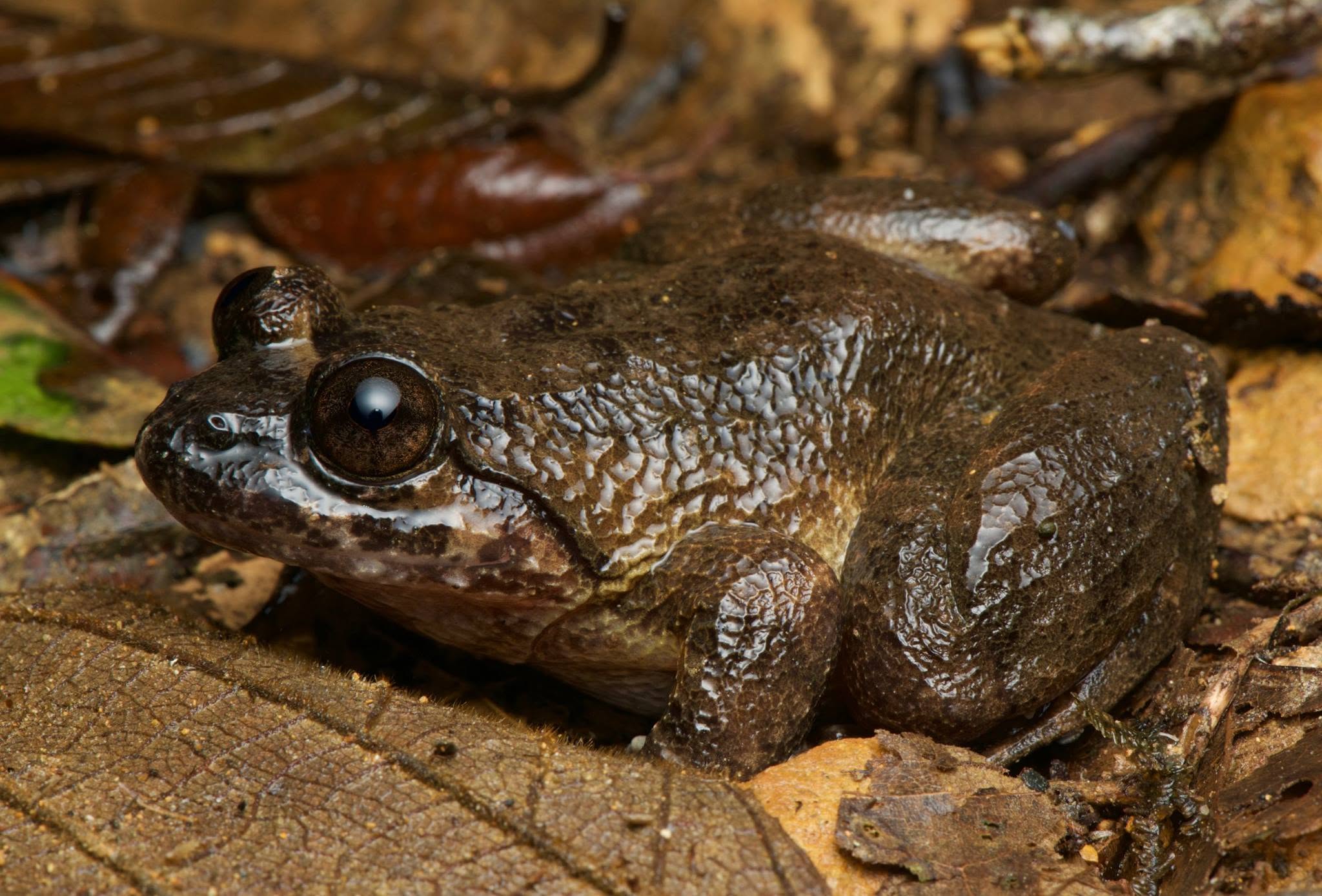 Kuhl's Creek Frog — Borneo wildlife, book, free download, jungle tour, frog, herp tour