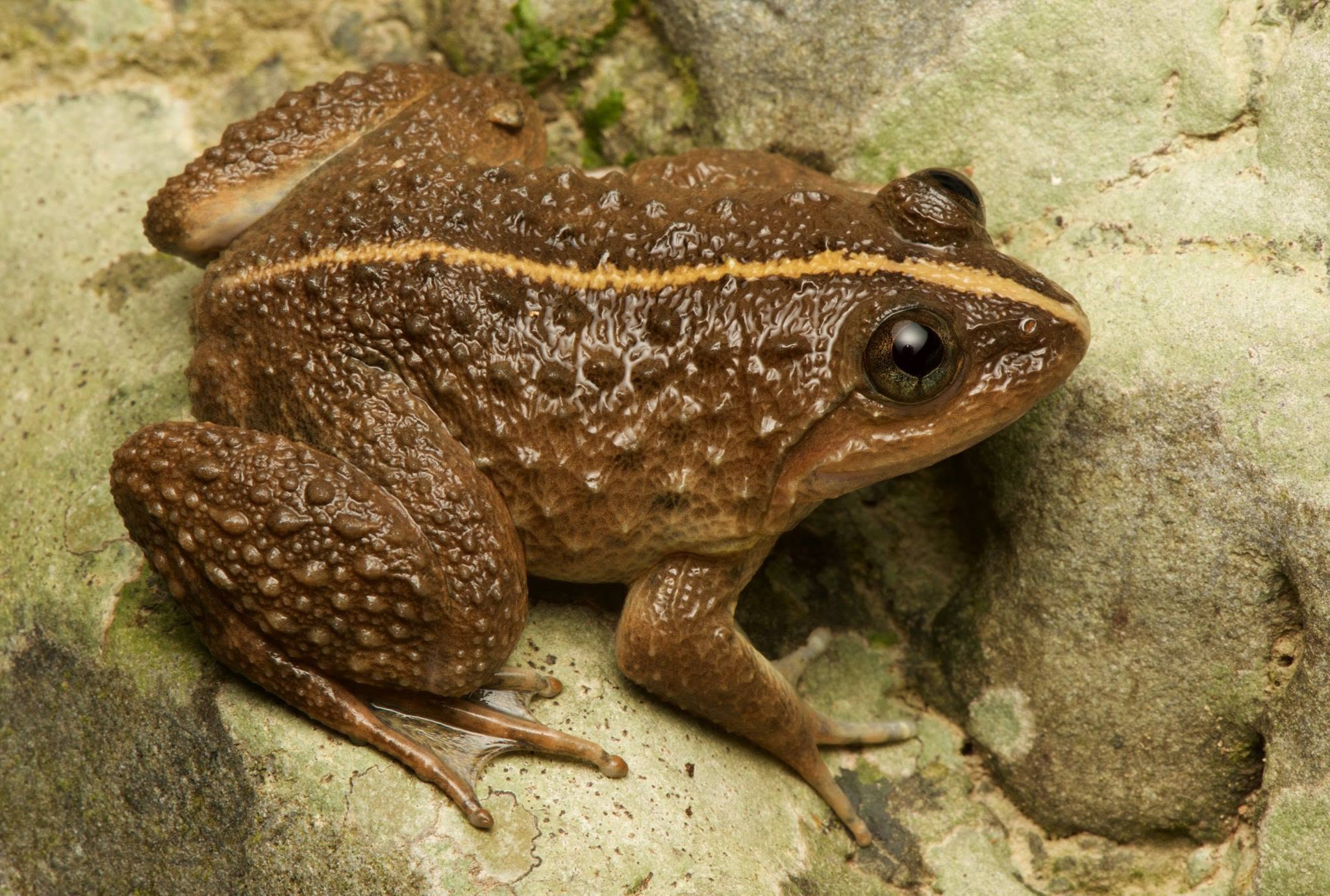 Kuhl's Creek Frog — Borneo wildlife, book, free download, jungle tour, frog, herp tour