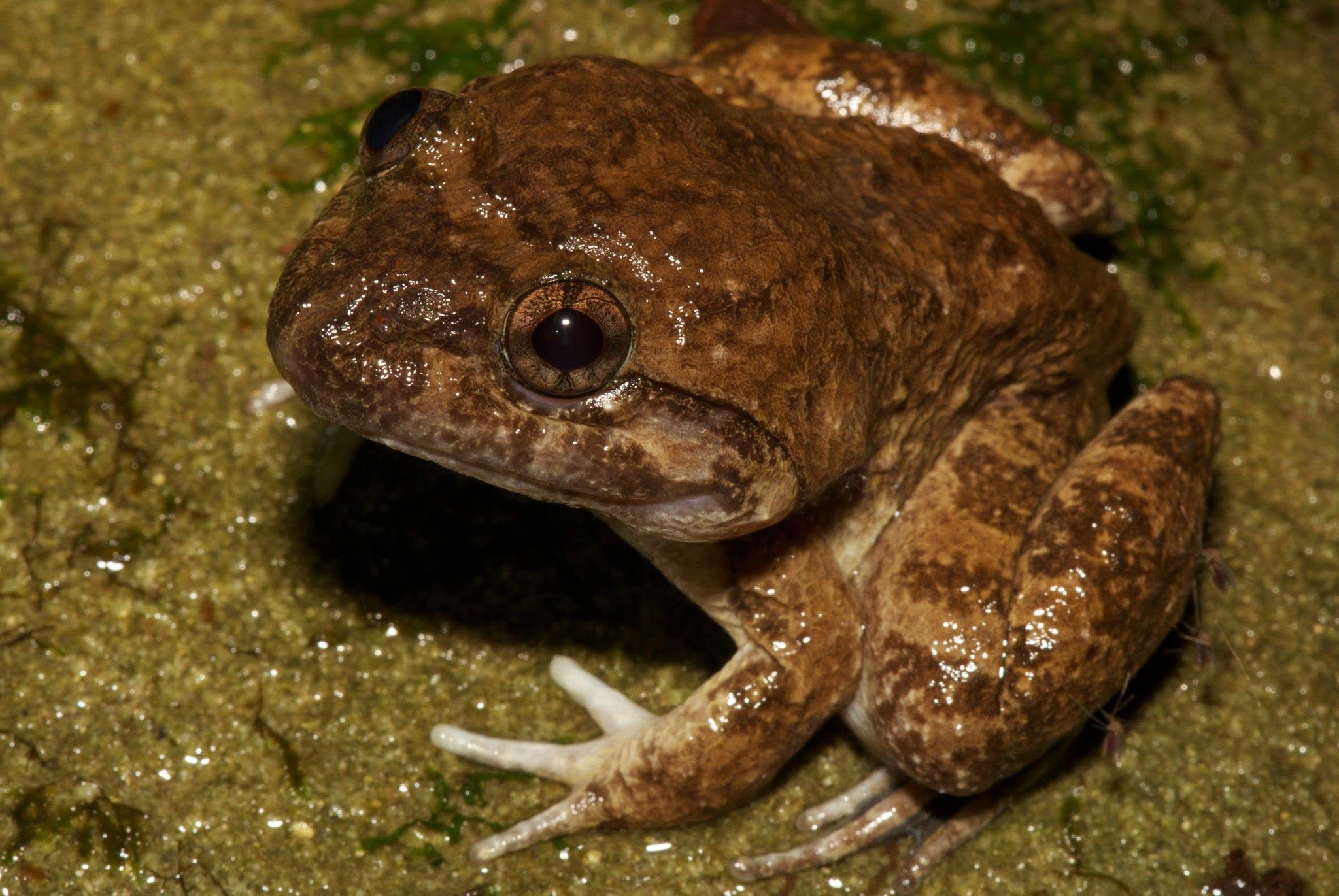 Kuhl's Creek Frog — Borneo wildlife, book, free download, jungle tour, frog, herp tour