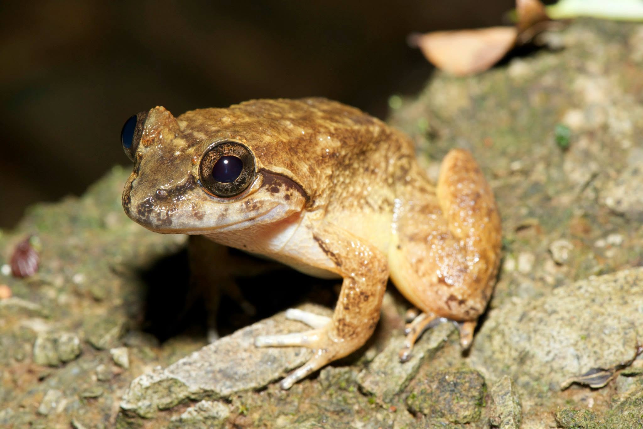 Kuhl's Creek Frog — Borneo wildlife, book, free download, jungle tour, frog, herp tour