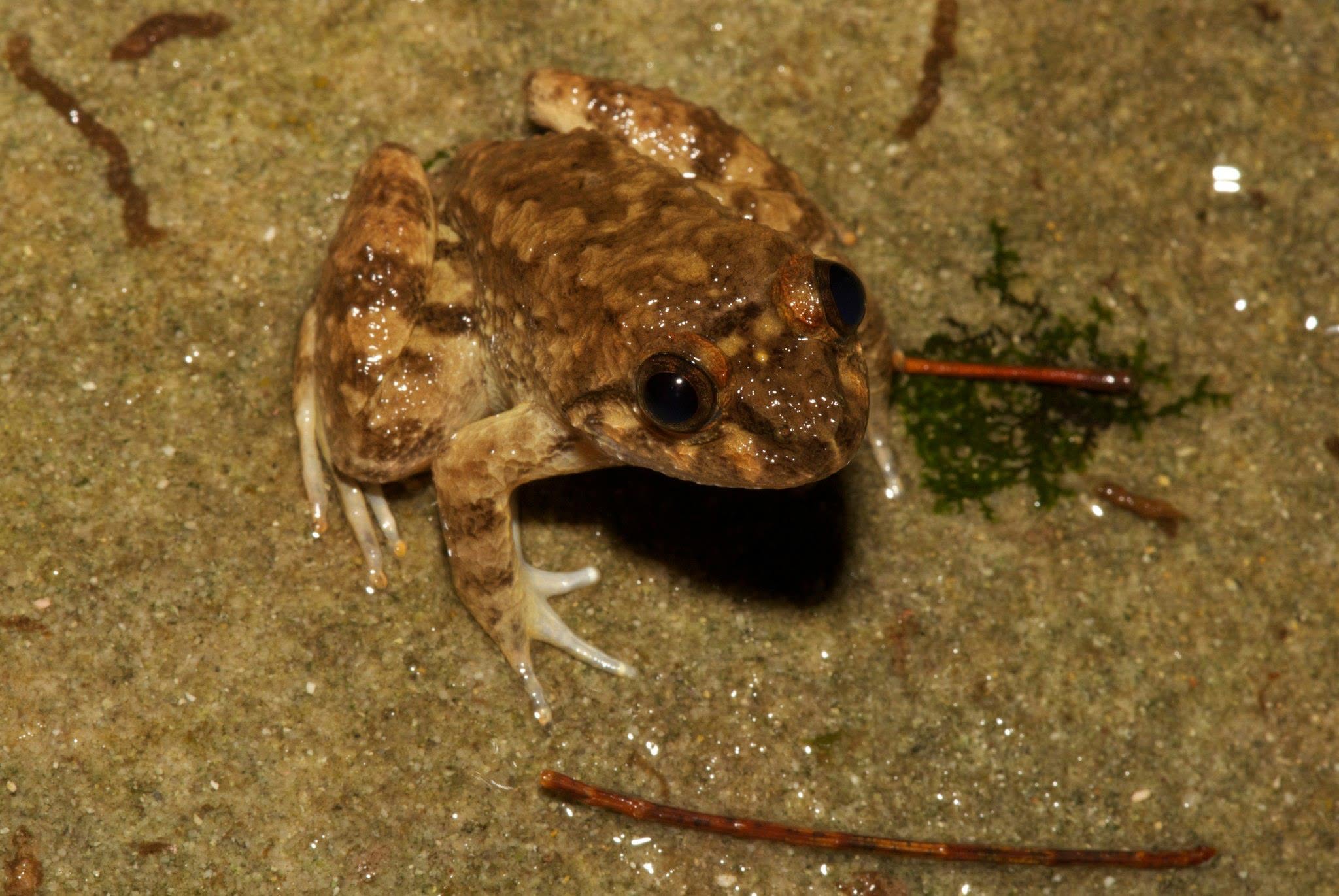Kuhl's Creek Frog — Borneo wildlife, book, free download, jungle tour, frog, herp tour