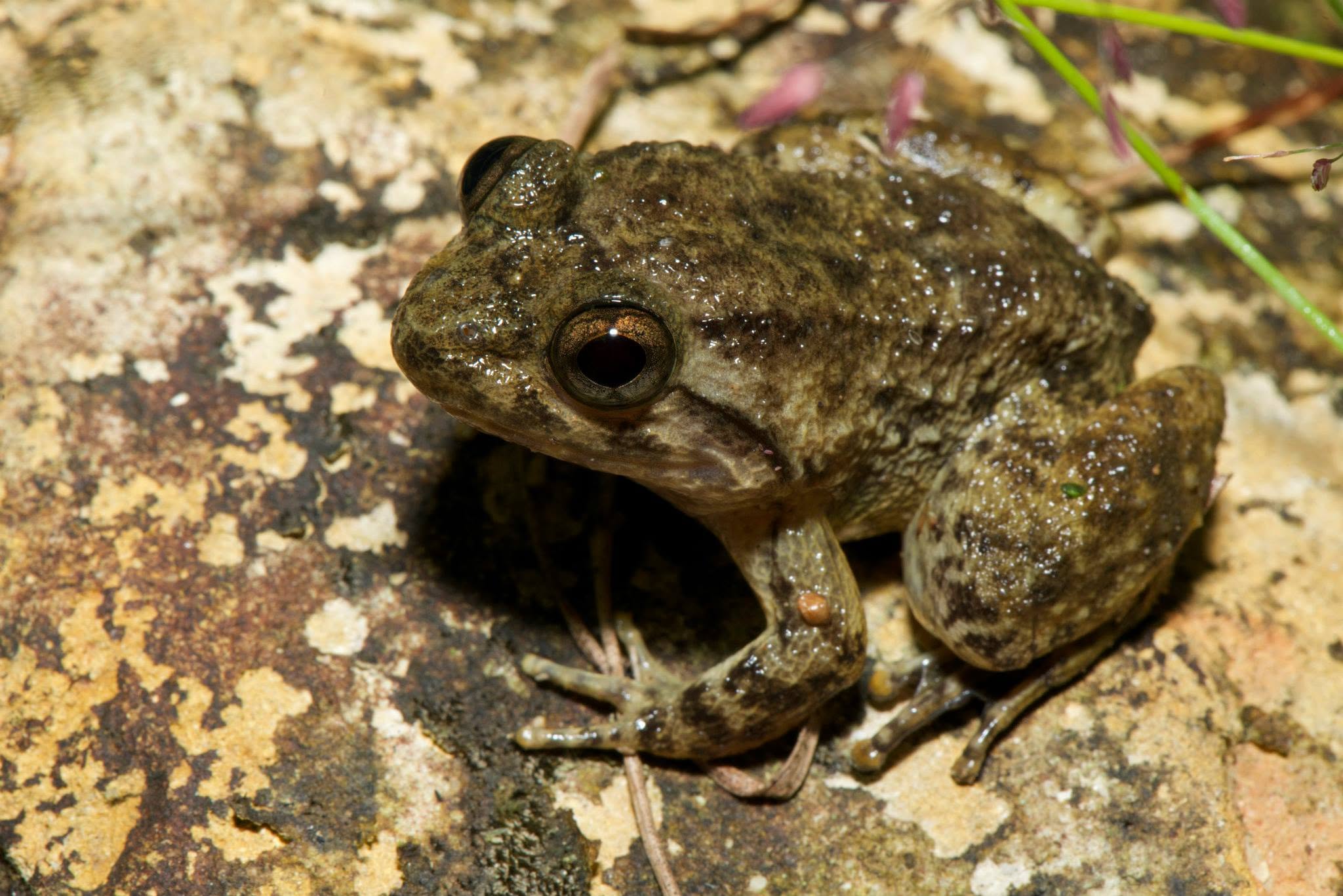 Kuhl's Creek Frog — Borneo wildlife, book, free download, jungle tour, frog, herp tour