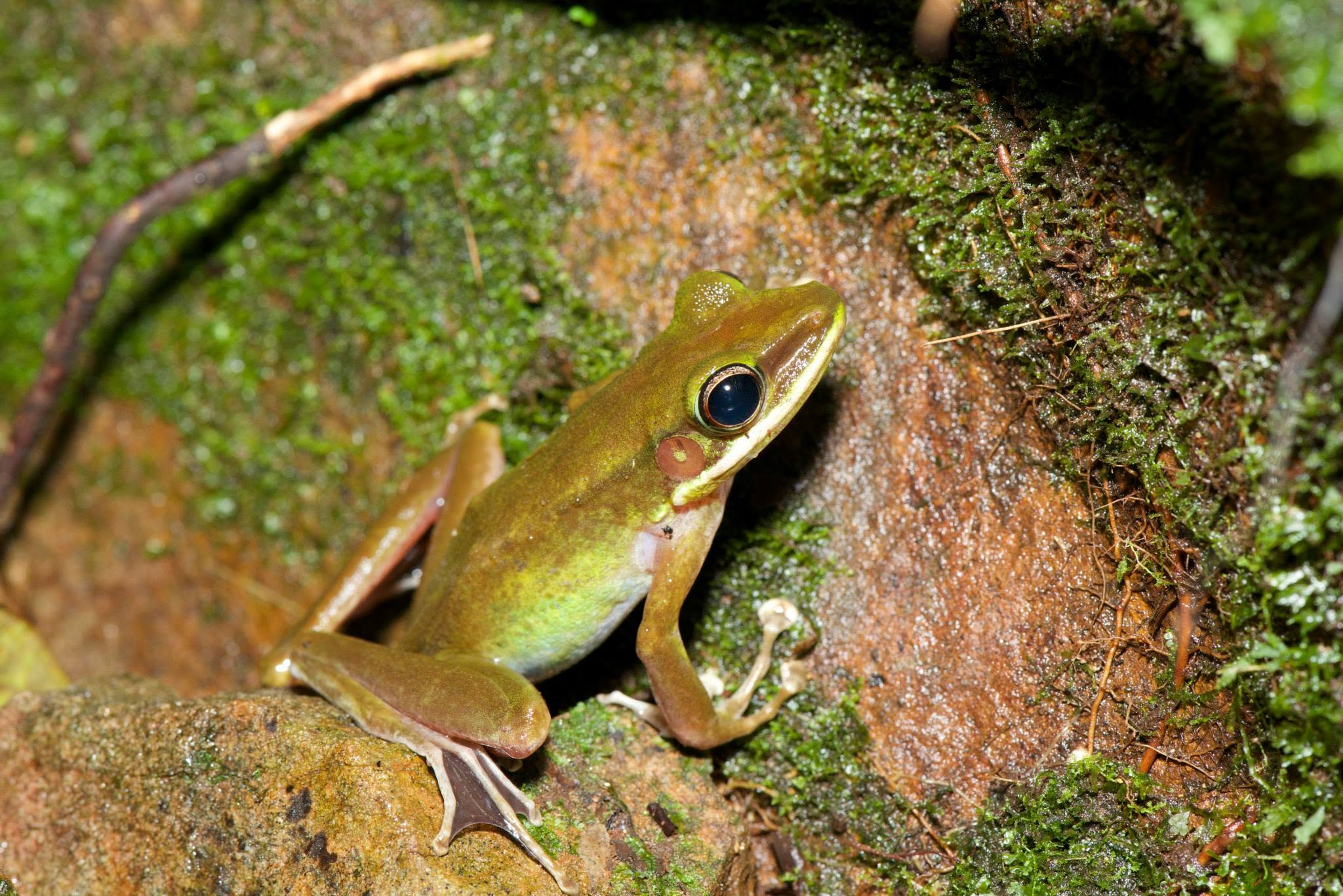 Large White-lipped Frog — Borneo wildlife, book, free download, jungle tour, frog, herp tour