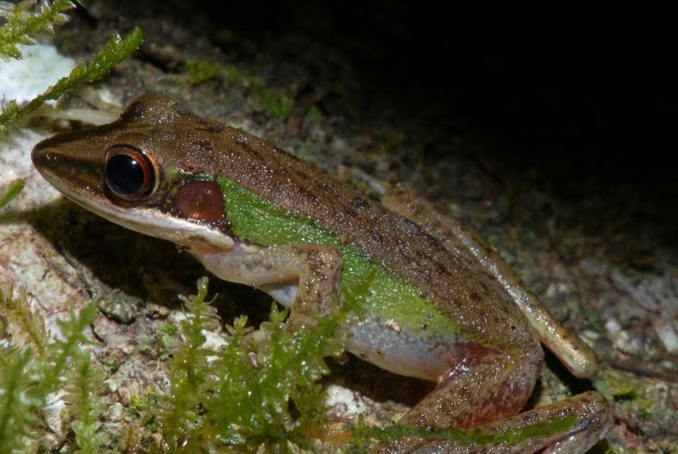 Large White-lipped Frog — Borneo wildlife, book, free download, jungle tour, frog, herp tour