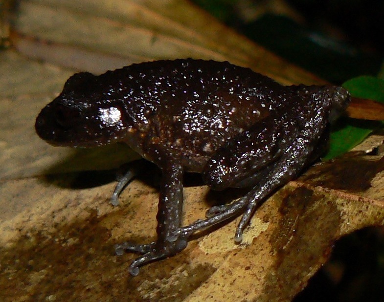 Leptobrachella maura — Borneo wildlife, book, free download, jungle tour, frog, herp tour
