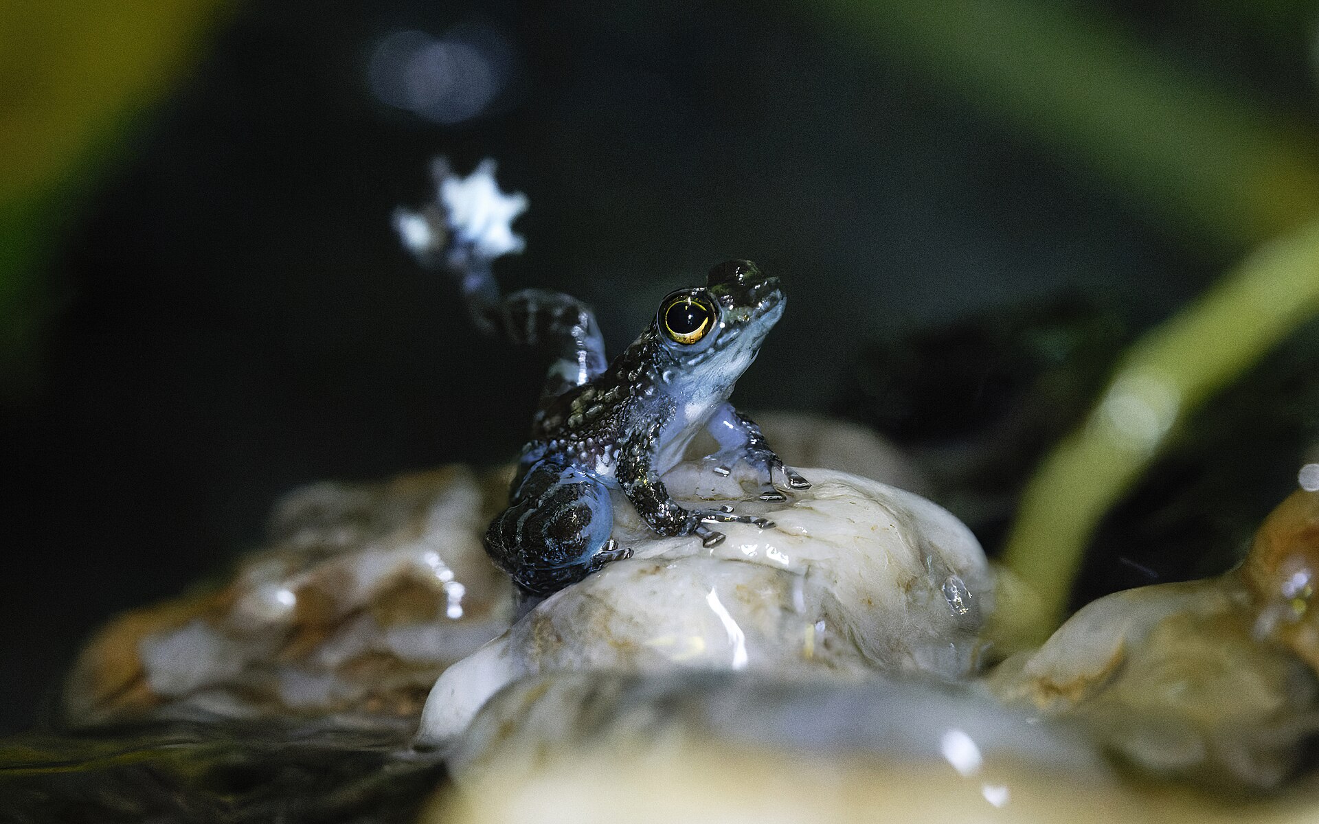 Lesser Rock Skipper — Borneo wildlife, book, free download, jungle tour, frog, herp tour