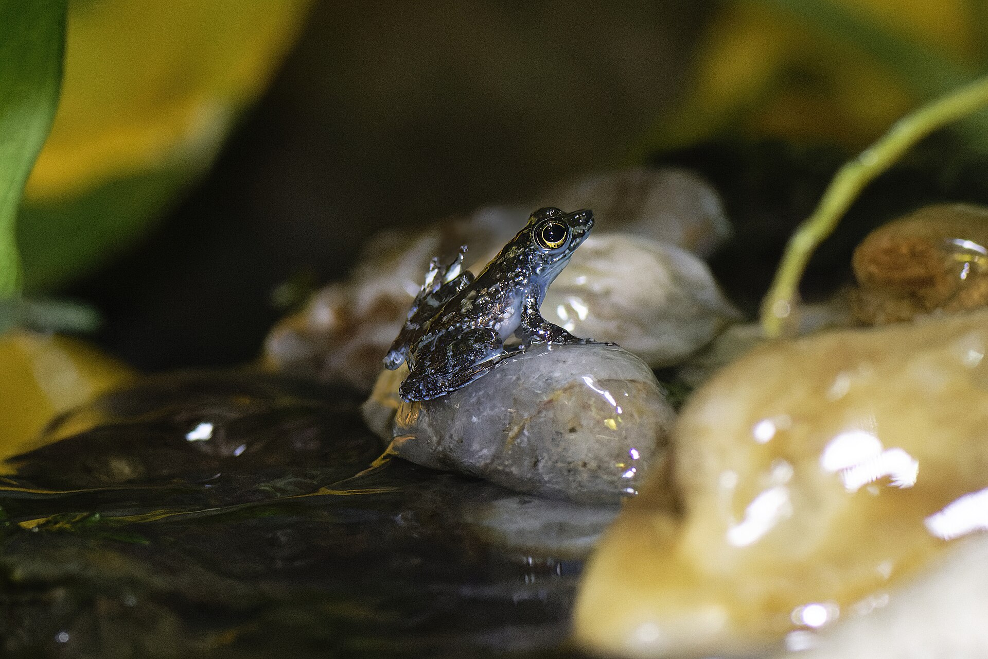 Lesser Rock Skipper — Borneo wildlife, book, free download, jungle tour, frog, herp tour