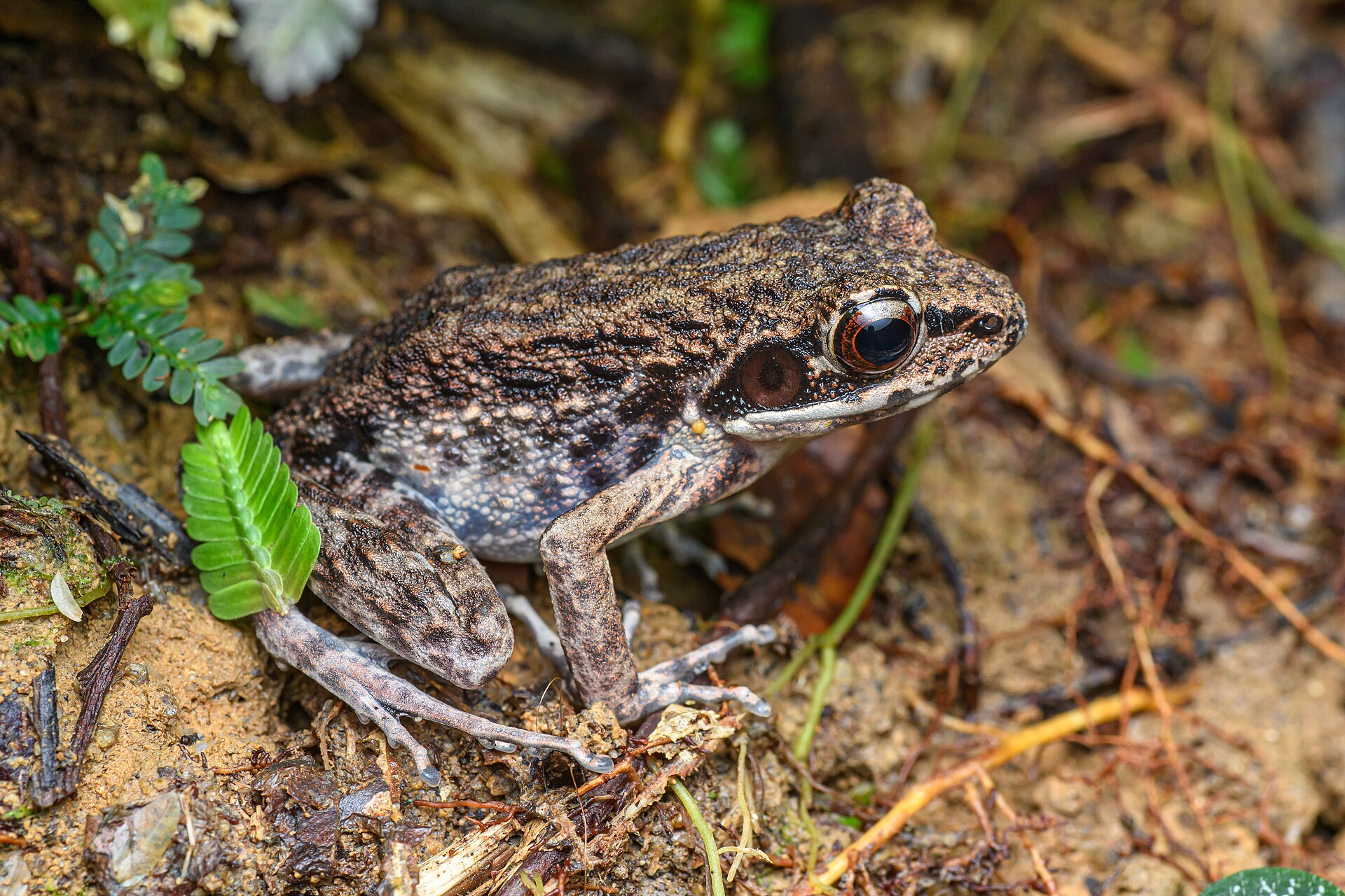 Lesser Rough-sided Frog — Borneo wildlife, book, free download, jungle tour, frog, herp tour