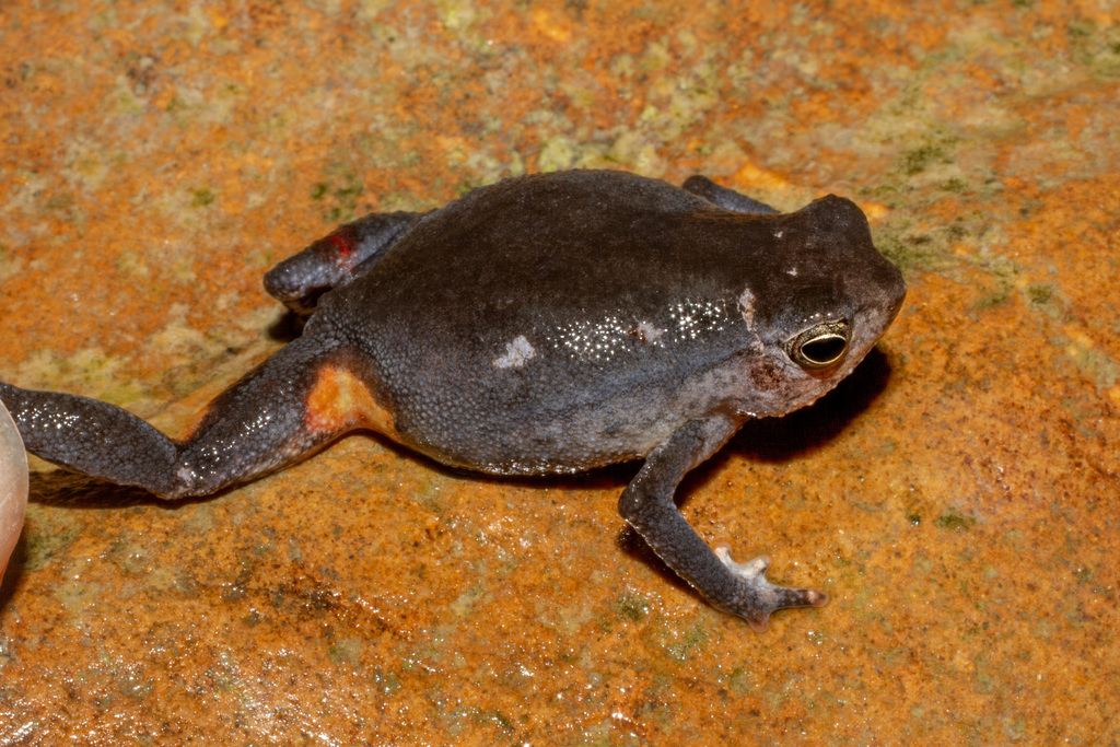 Lesser Sticky Frog — Borneo wildlife, book, free download, jungle tour, frog, herp tour