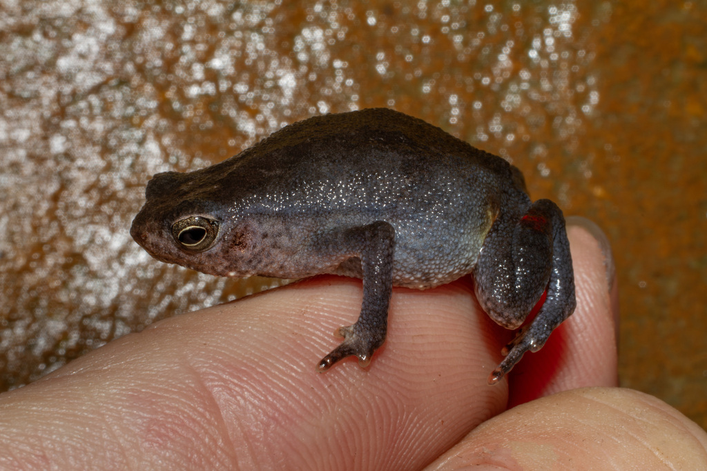 Lesser Sticky Frog — Borneo wildlife, book, free download, jungle tour, frog, herp tour
