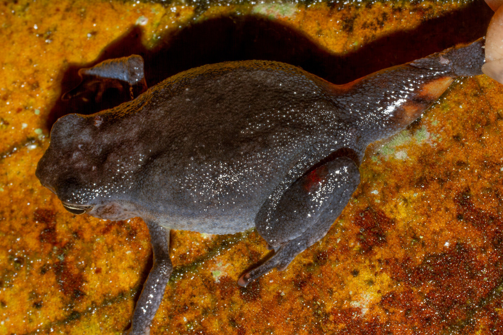 Lesser Sticky Frog — Borneo wildlife, book, free download, jungle tour, frog, herp tour