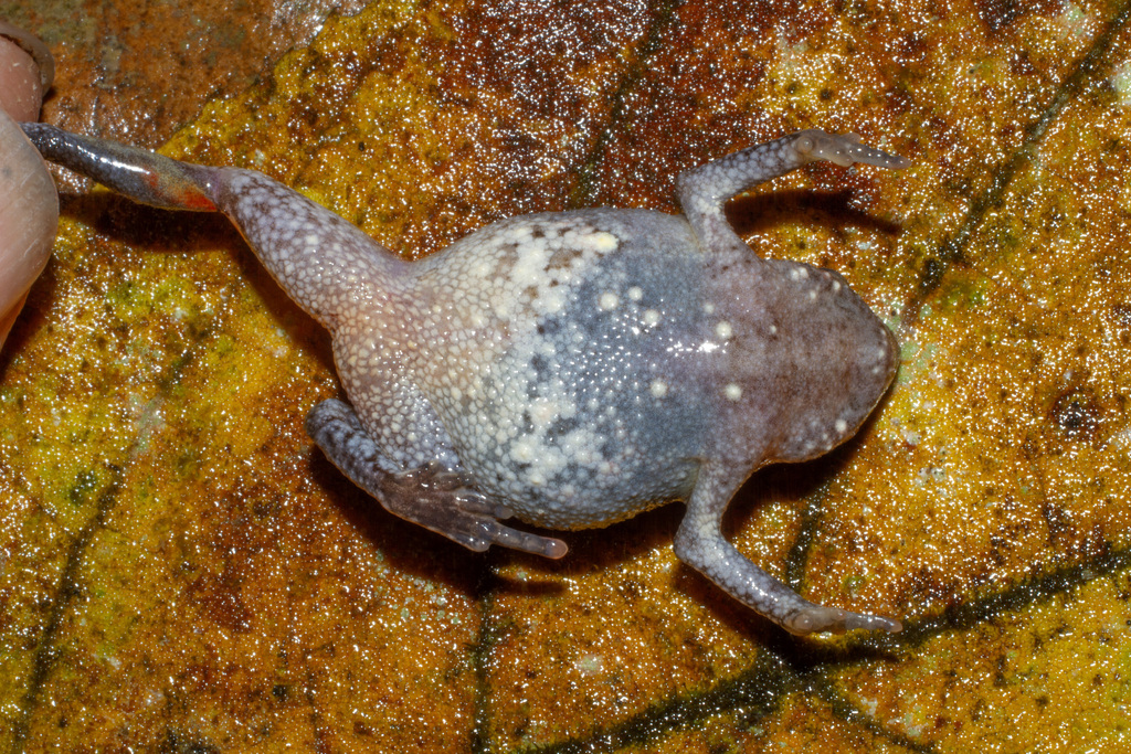 Lesser Sticky Frog — Borneo wildlife, book, free download, jungle tour, frog, herp tour
