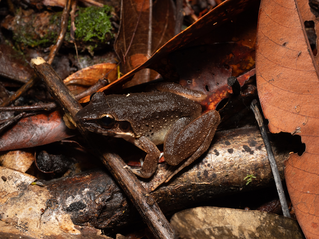 Lesser Swamp Frog — Borneo wildlife, book, free download, jungle tour, frog, herp tour