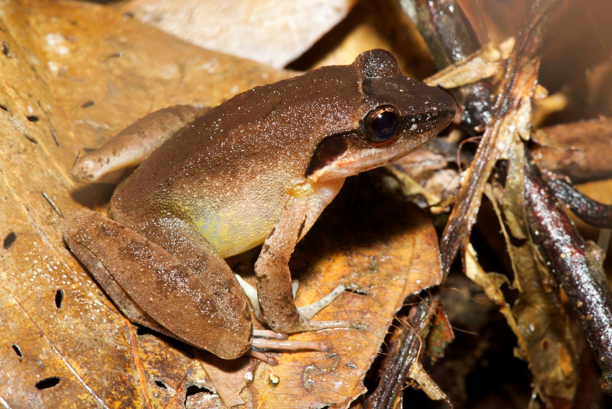 Lesser Swamp Frog — Borneo wildlife, book, free download, jungle tour, frog, herp tour