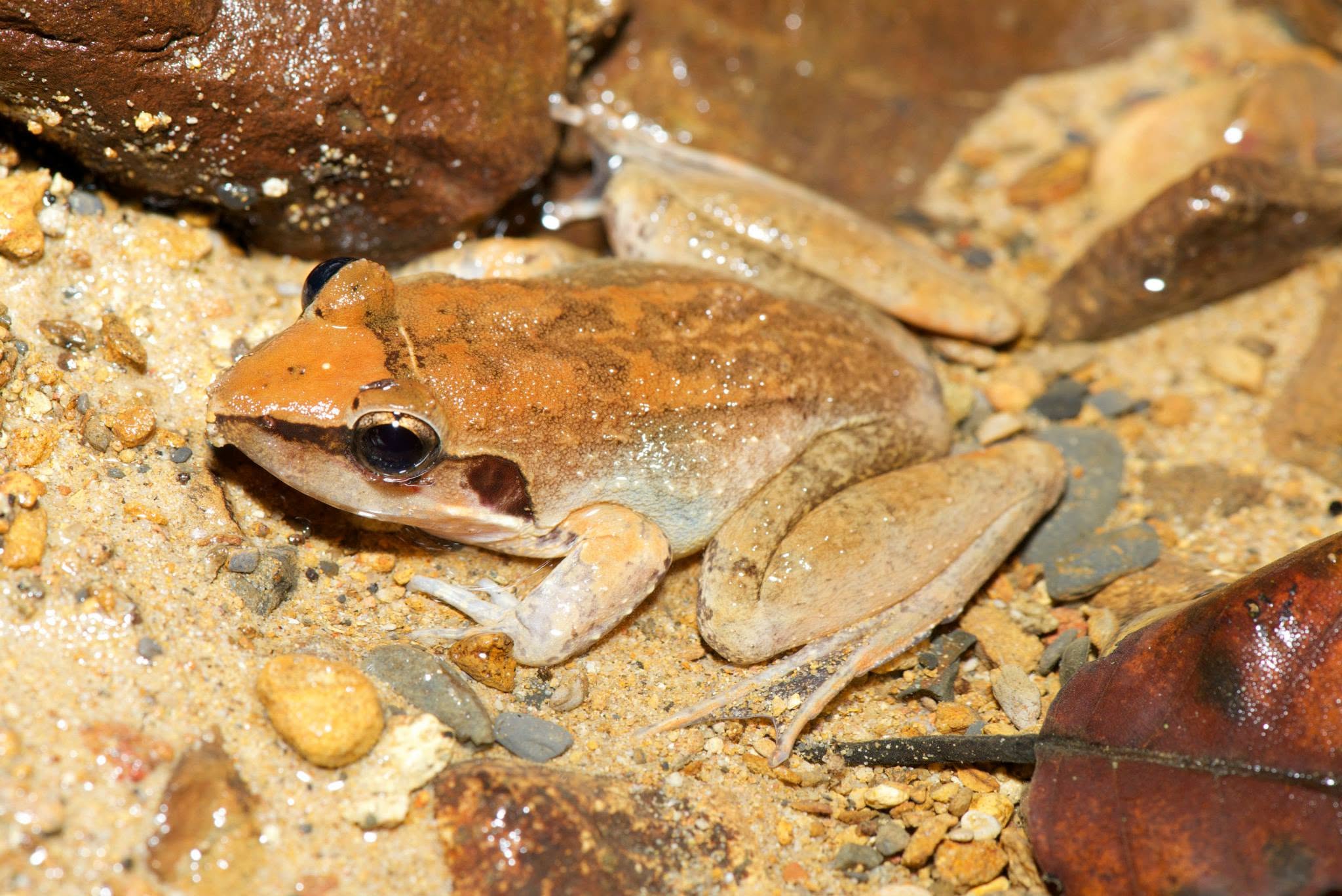 Lesser Swamp Frog — Borneo wildlife, book, free download, jungle tour, frog, herp tour