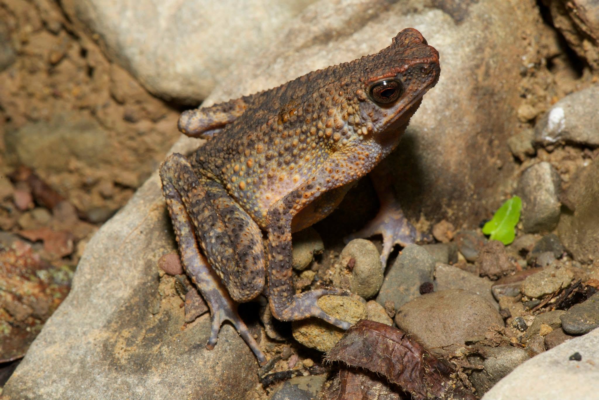 Long-fingered Slender Toad — Borneo wildlife, book, free download, jungle tour, frog, herp tour