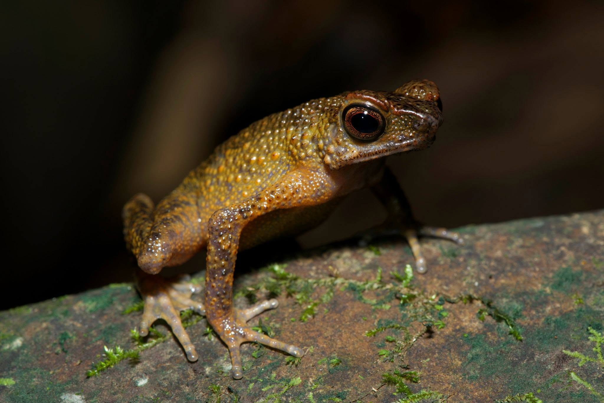 Long-fingered Slender Toad — Borneo wildlife, book, free download, jungle tour, frog, herp tour