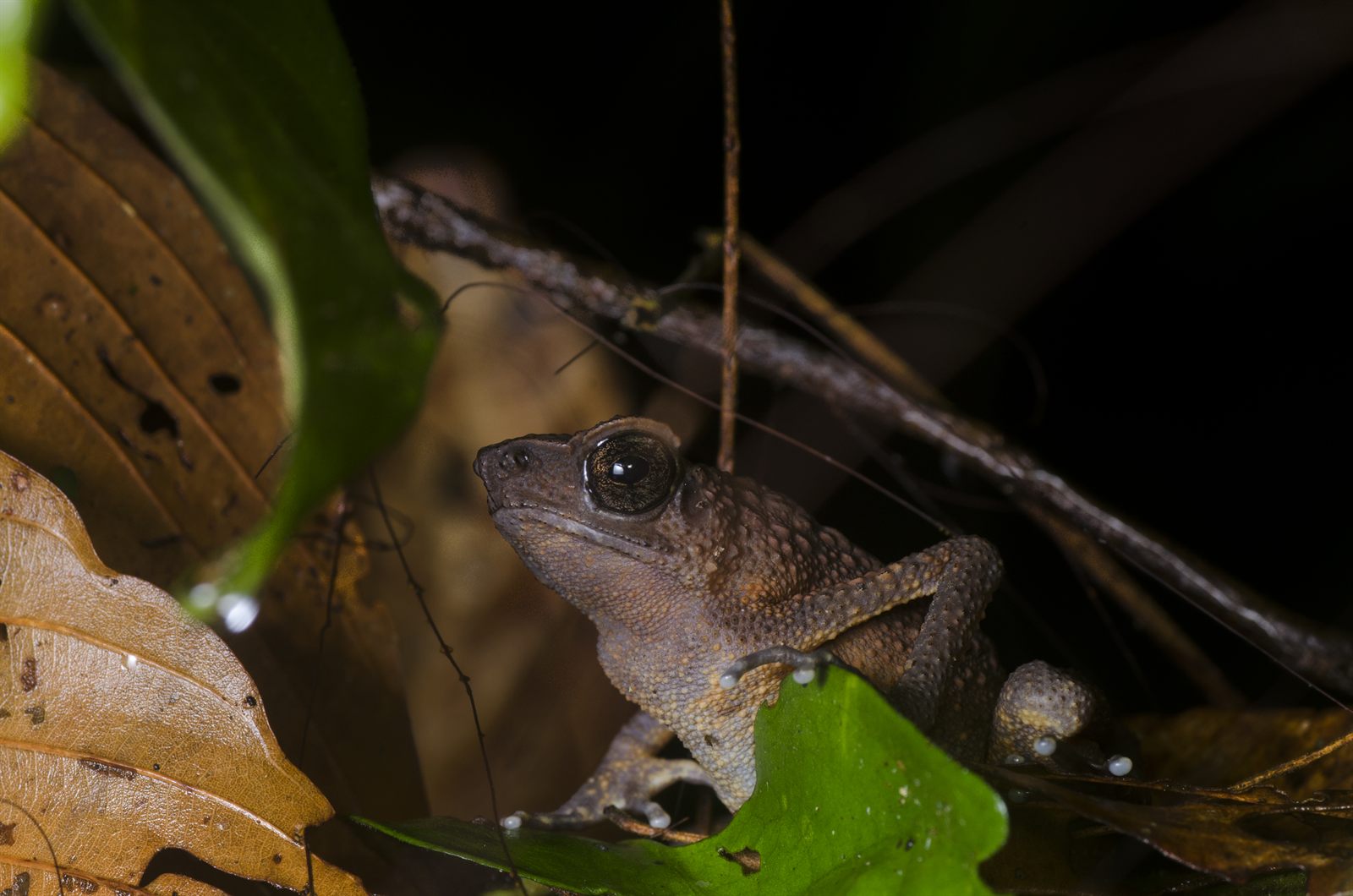 Long-fingered Slender Toad — Borneo wildlife, book, free download, jungle tour, frog, herp tour