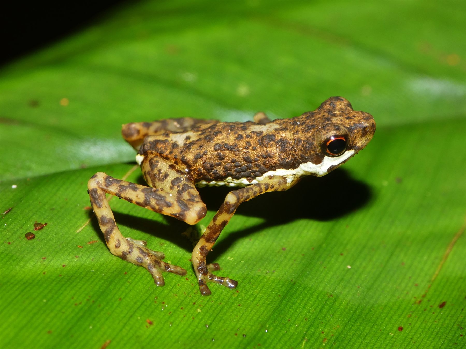 Lowland Dwarf Toad — Borneo wildlife, book, free download, jungle tour, frog, herp tour