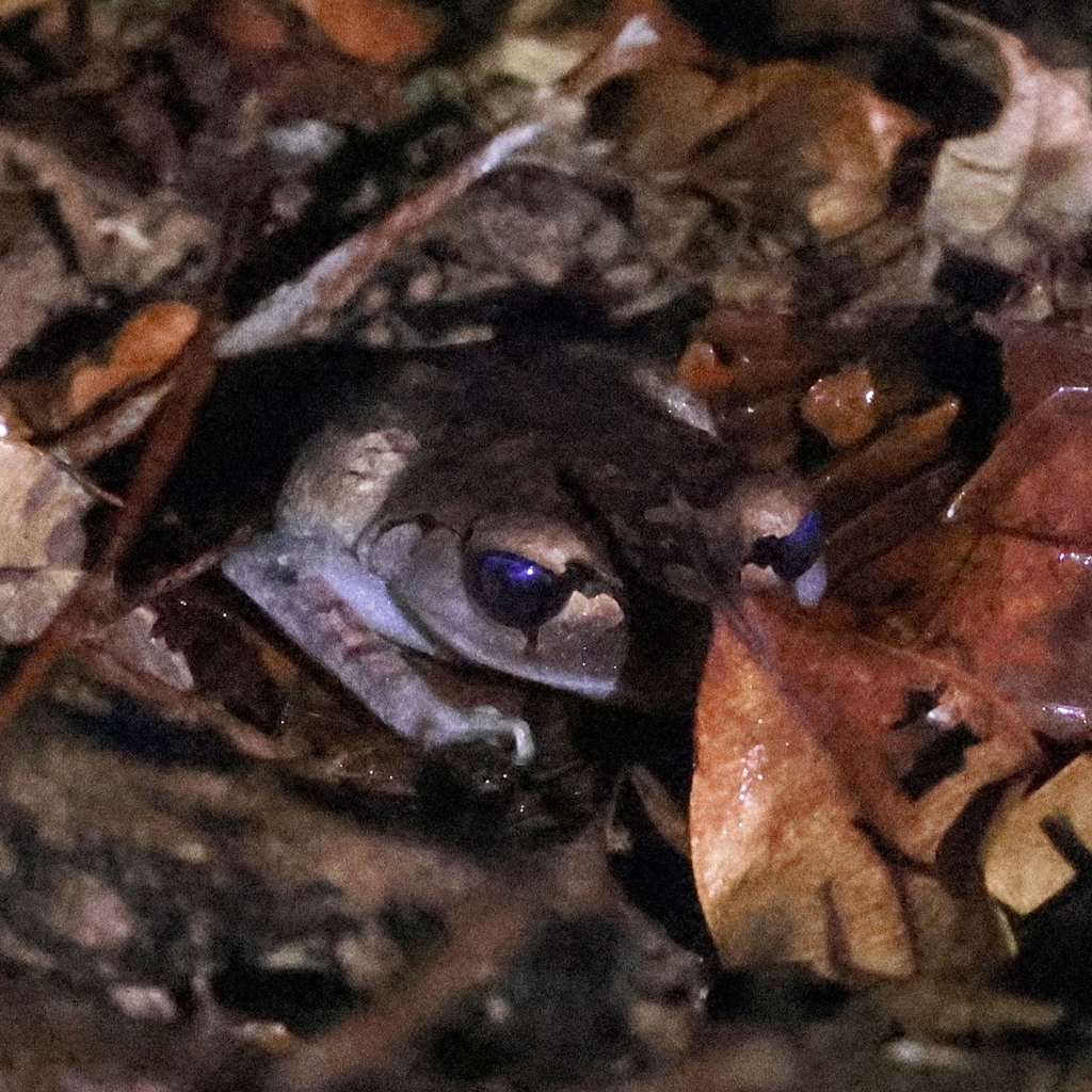Lowland Litter Frog — Borneo wildlife, book, free download, jungle tour, frog, herp tour